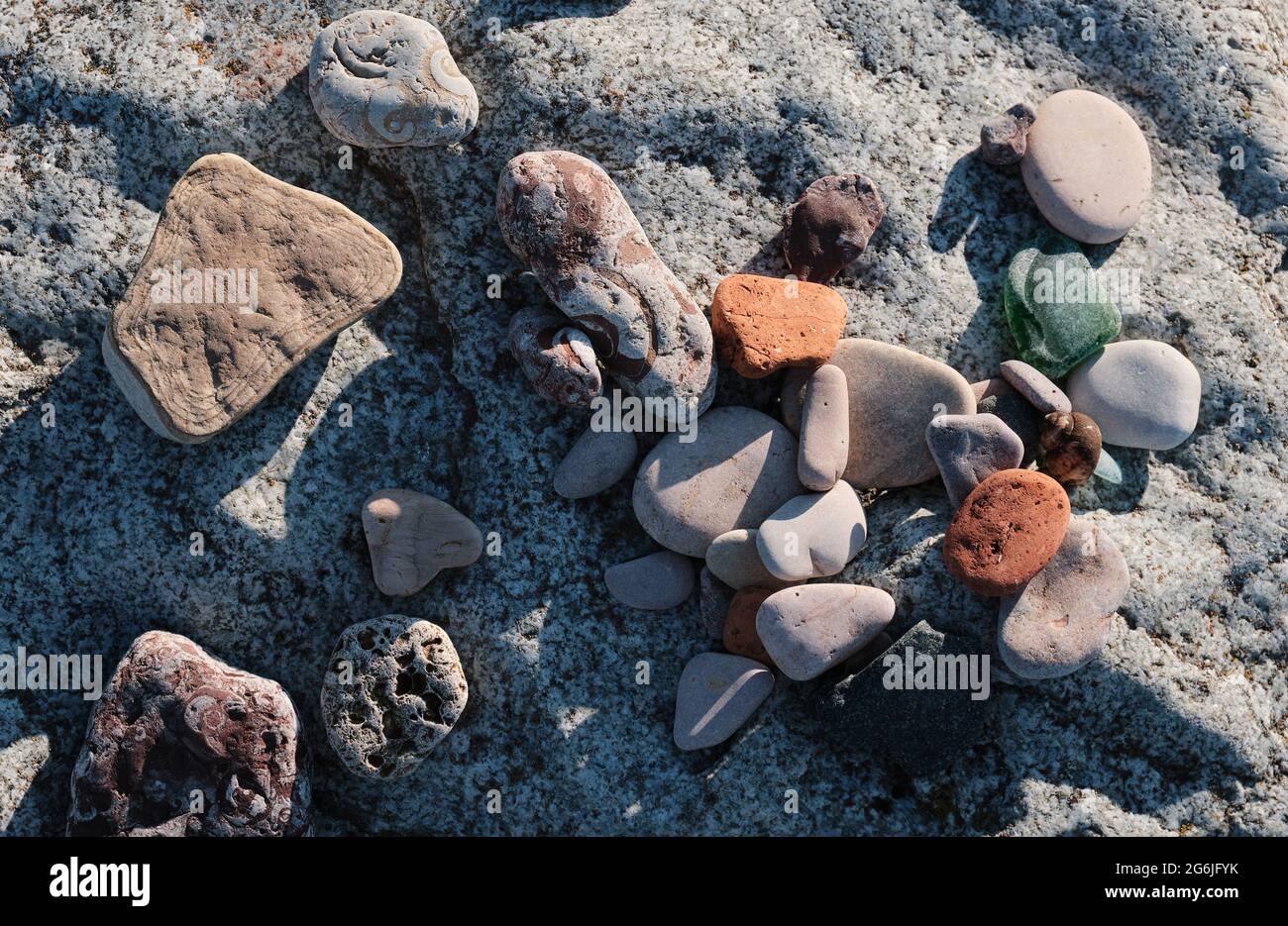 Pietre di mare con le stampe di antichi molluschi. Un sacco di pietre marine in primo piano. Foto Stock