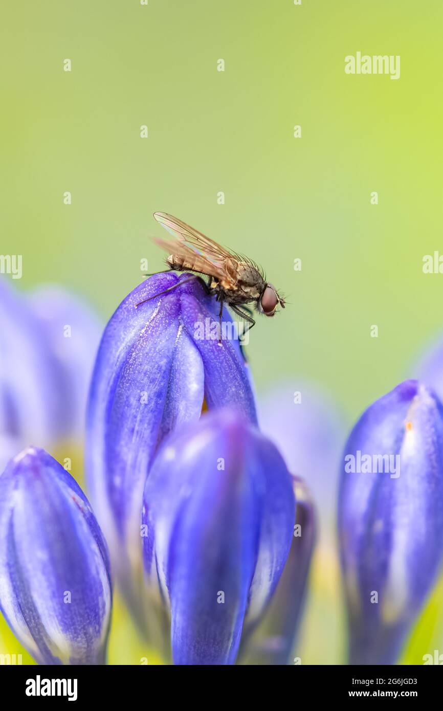 Una mosca in piedi su un giglio-del-Nilo nel giardino Foto Stock