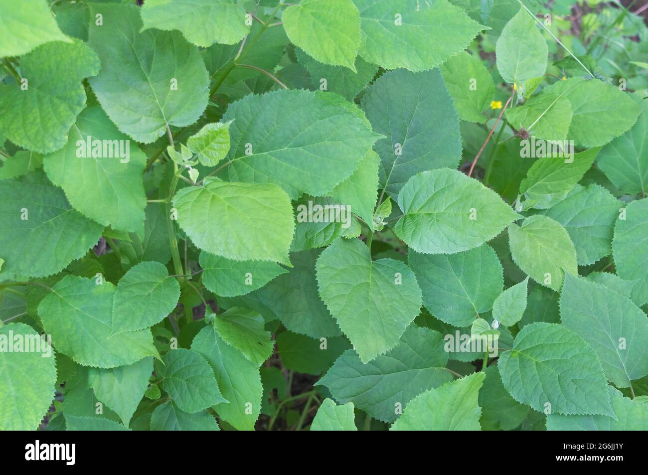 Cespuglio di giovani foglie verdi succose di Hydrangea in un giardino. Foto Stock