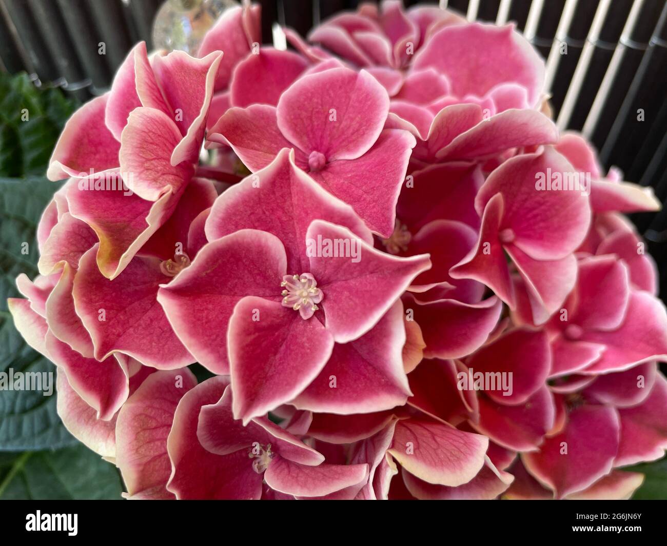 Hortensia hydrangea Foto Stock