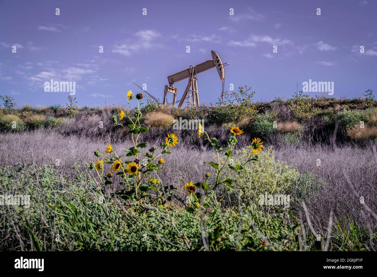 Olio giallo pompa martinetto su cresta contro cielo pupilla con erbacce e girasoli in campo - fuoco selettivo - terreno offuscato. Foto Stock