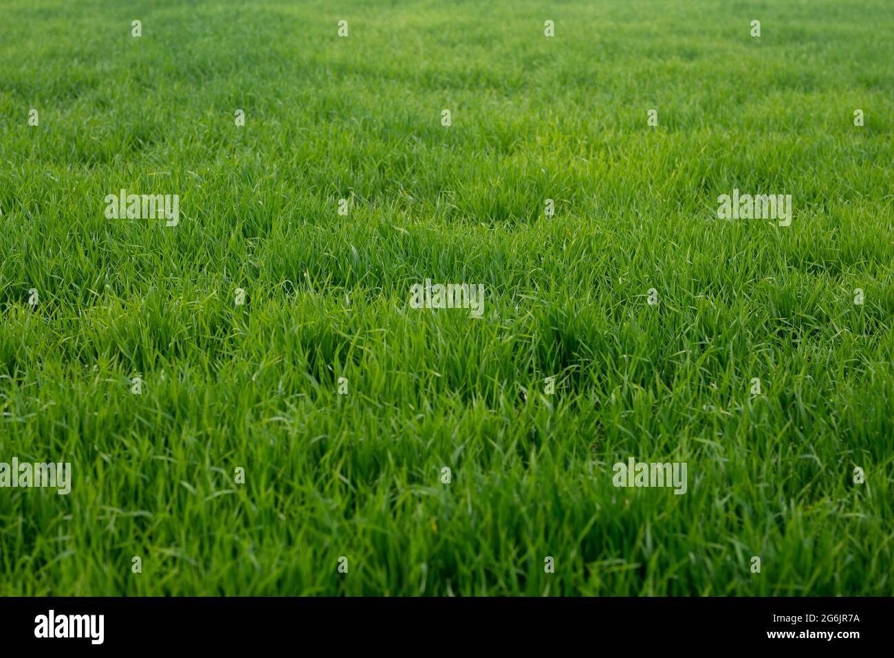 Le giovani piante di grano che crescono sul terreno, stupendi campi infiniti di erba di grano verde vanno all'orizzonte. Foto Stock