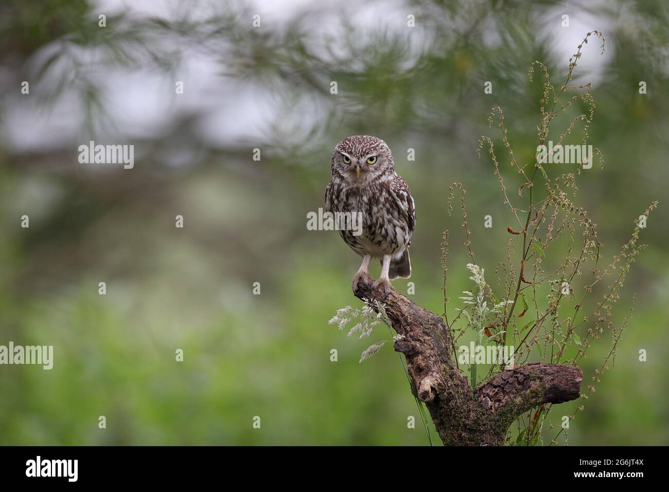 Il gufo, conosciuto anche come gufo di Atena o gufo di Minerva, è un uccello che vive gran parte delle zone temperate e calde d'Europa. Foto Stock