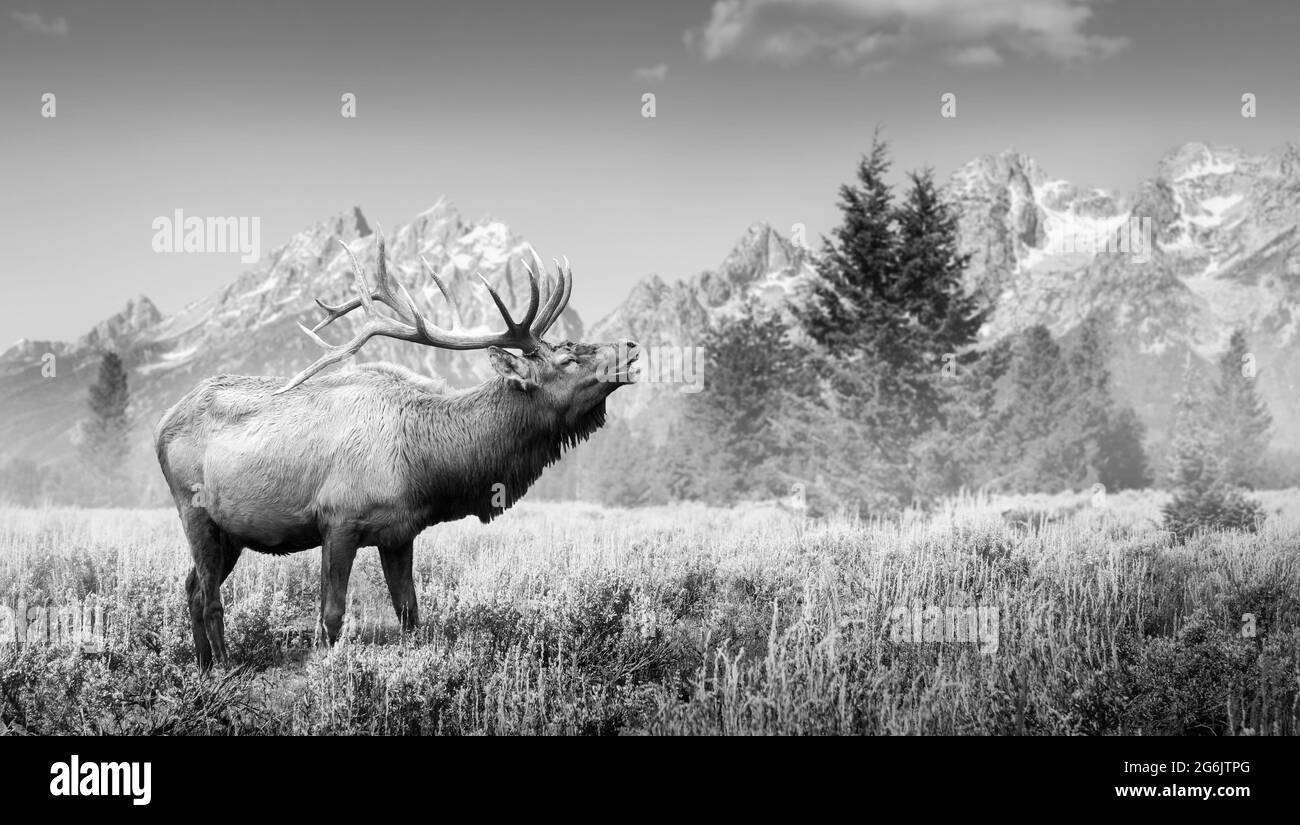 Bull Elk brandisce durante la stagione di accoppiamento in campo di Sagebrush con South Teton Peak in background al Grand Teton National Park Wyoming. Bianco e nero Foto Stock