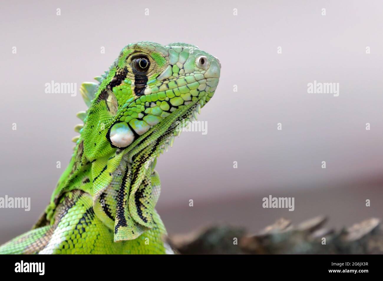 Primo piano di un iguana verde (Iguana iguana) isolato su uno sfondo sfocato Foto Stock
