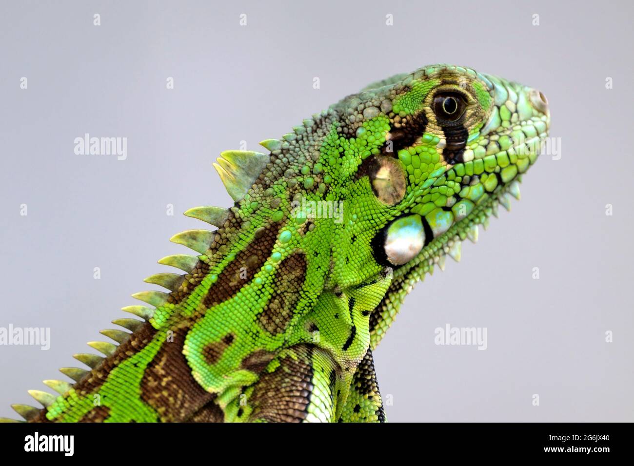 Primo piano di un iguana verde (Iguana iguana) isolato su uno sfondo sfocato Foto Stock