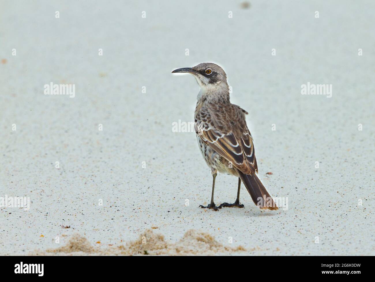 Espanola (Hood) Mockingbird (Nesomimus macdonaldi) Foto Stock