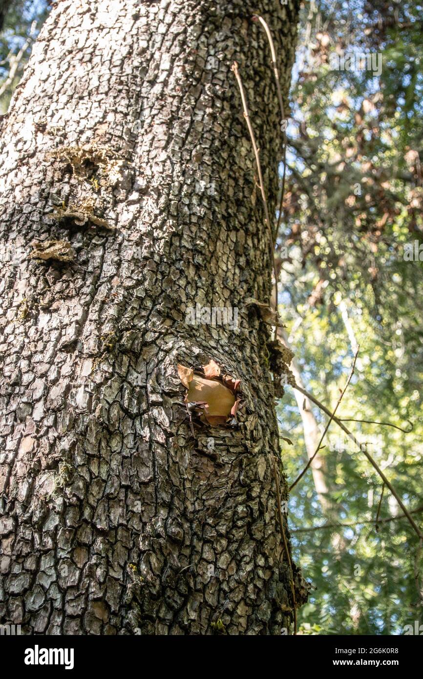 Fungo che cresce su tronchi di albero vivente Foto Stock