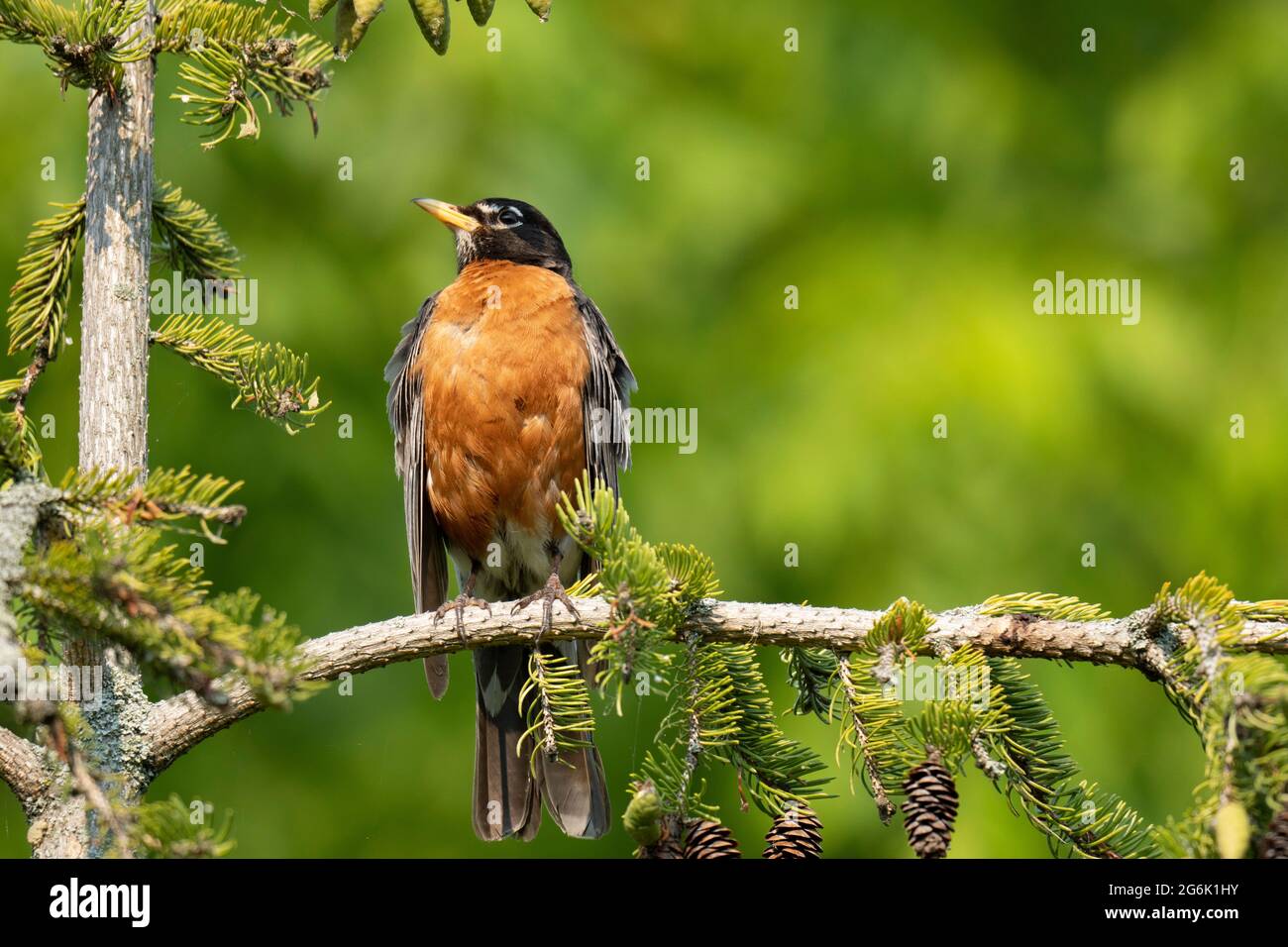 American Robin, (Turdus migratorius) uccello, songbird Foto Stock