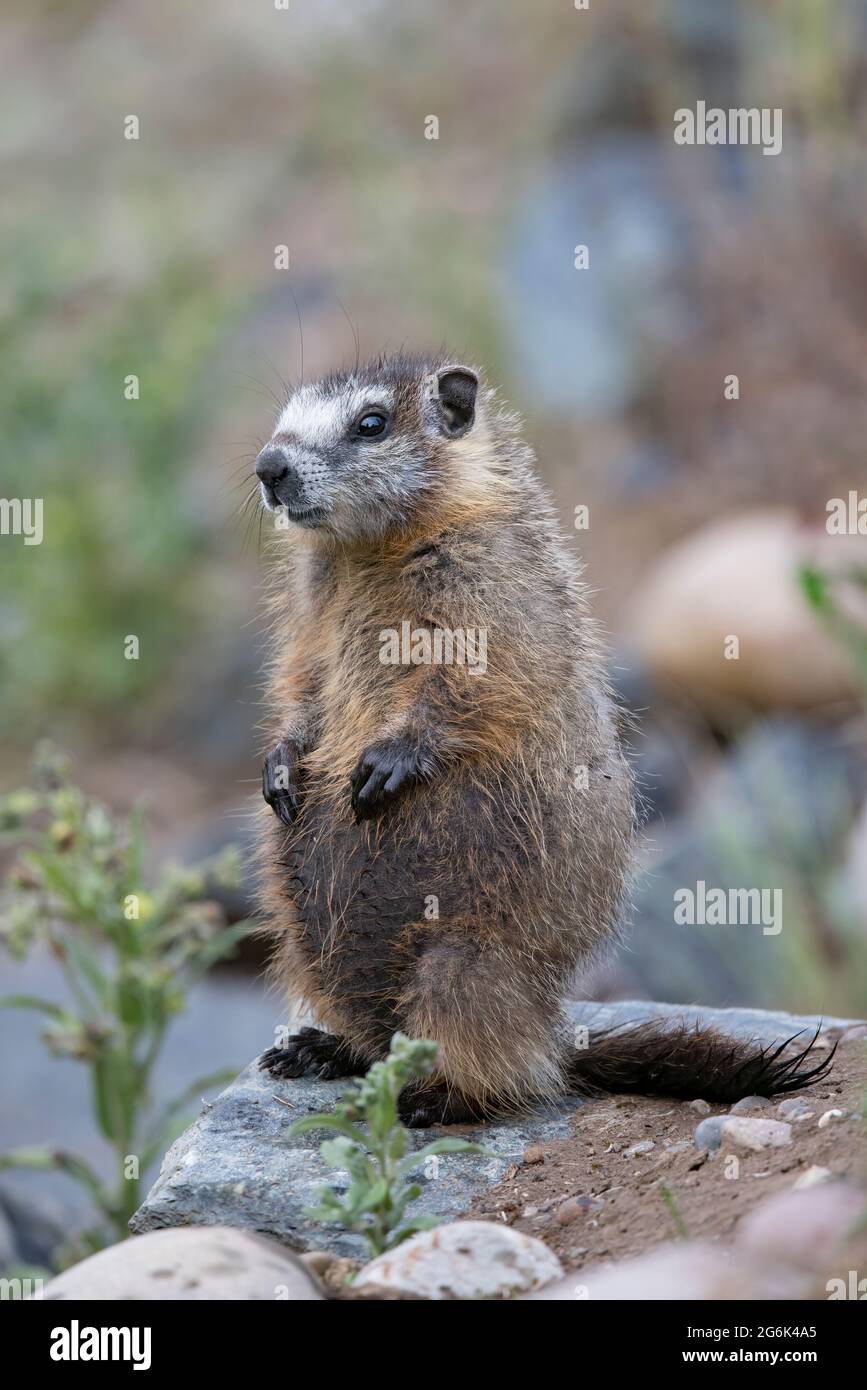 Giovane marmotta gialla (Marmota flaviventris) Foto Stock