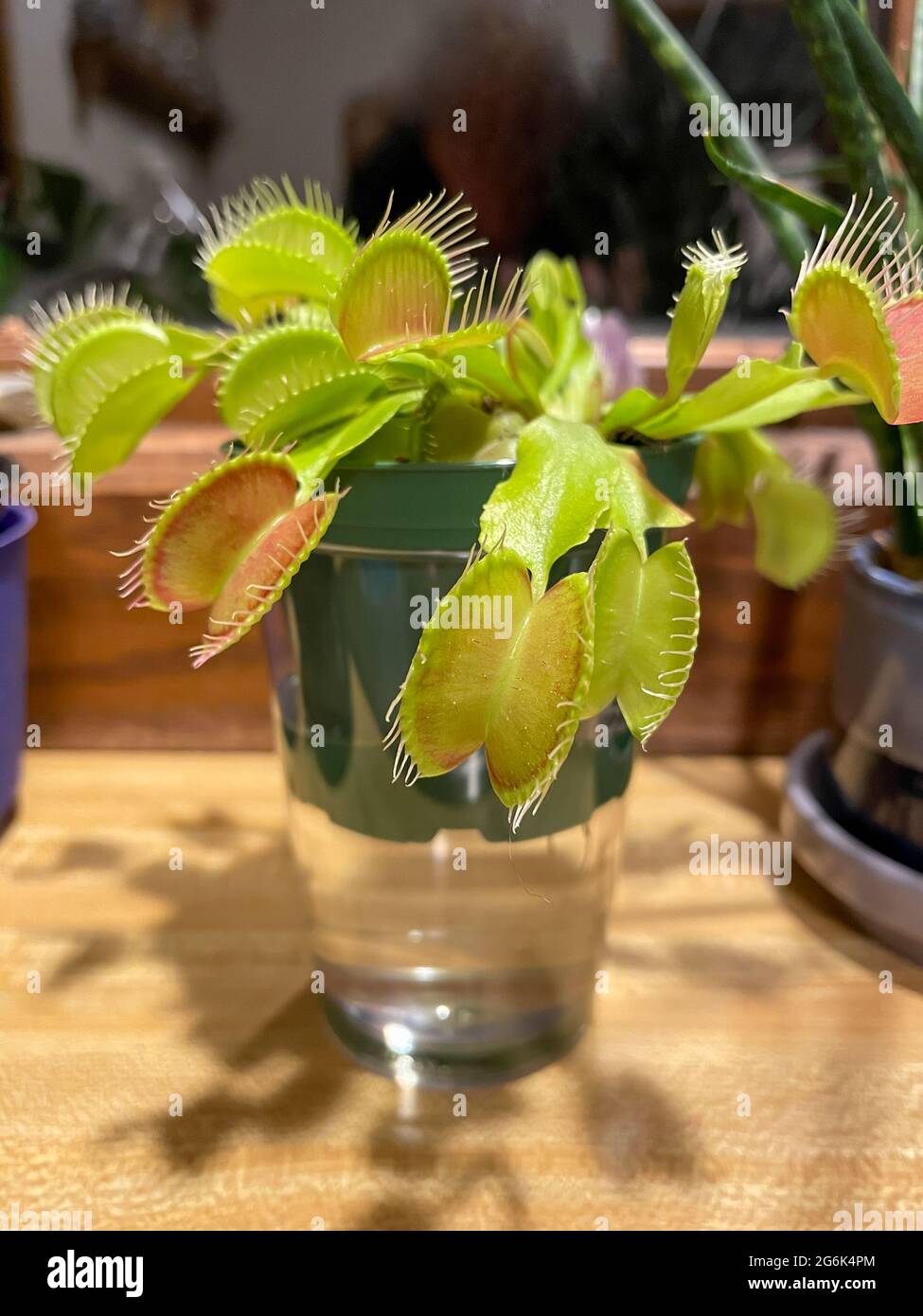 Questa immagine mostra una vista ravvicinata di una flytrap di Venere (dionaea muscipula) pianta carnivora di casa su una mensa della finestra della cucina. Foto Stock