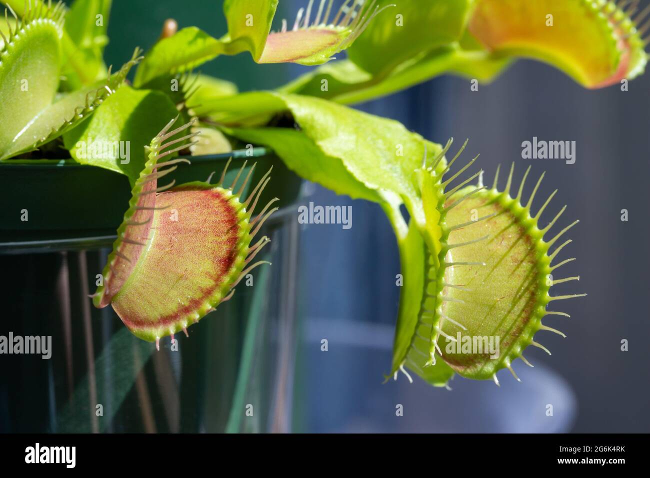 Questa immagine mostra una vista macro astratta della texture di una flytrap venus (dionaea muscipula) pianta carnivora con sfondo sfocato. Foto Stock