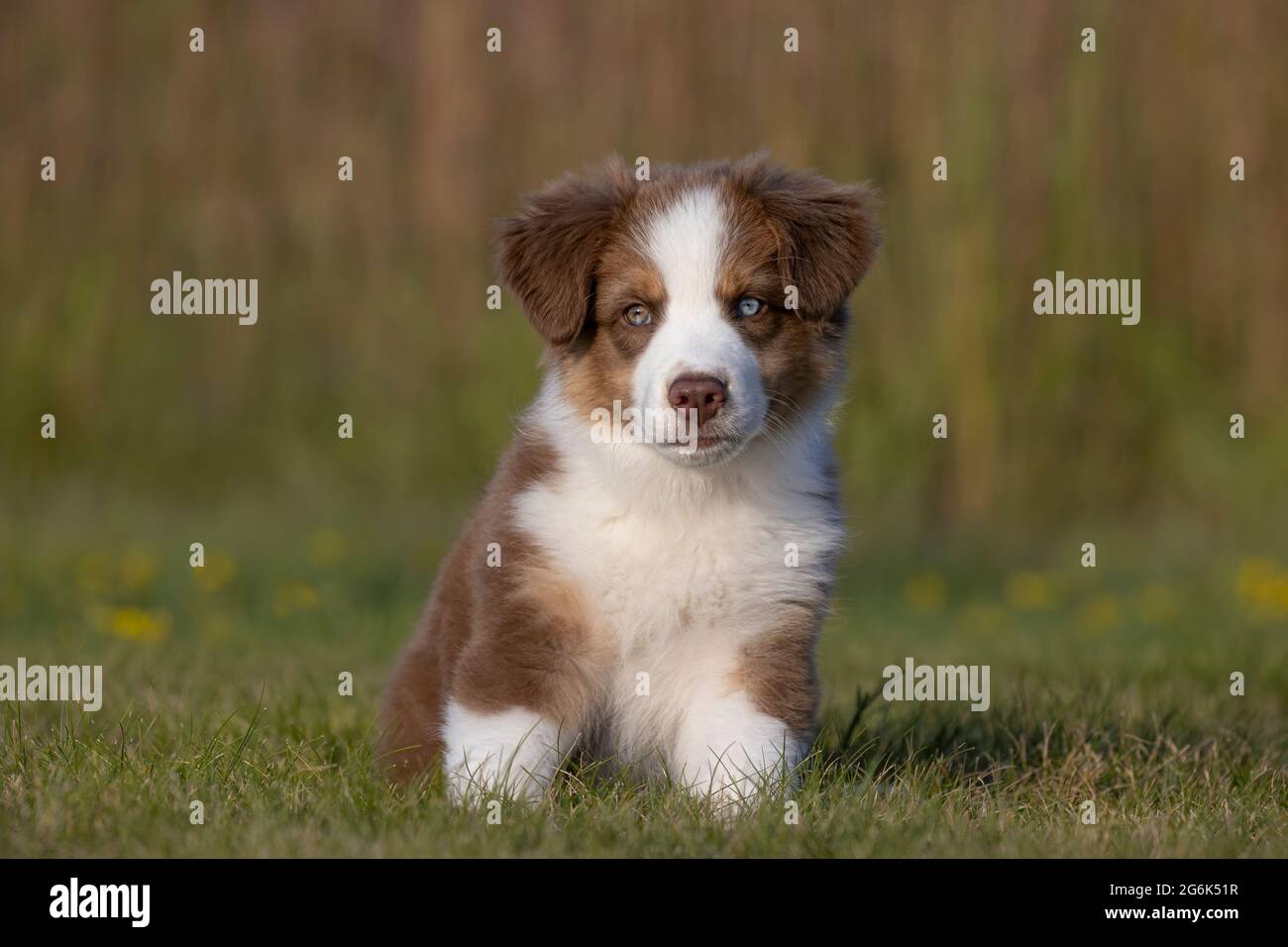 Pastore Australiano, cucciolo di 10 settimane Foto Stock