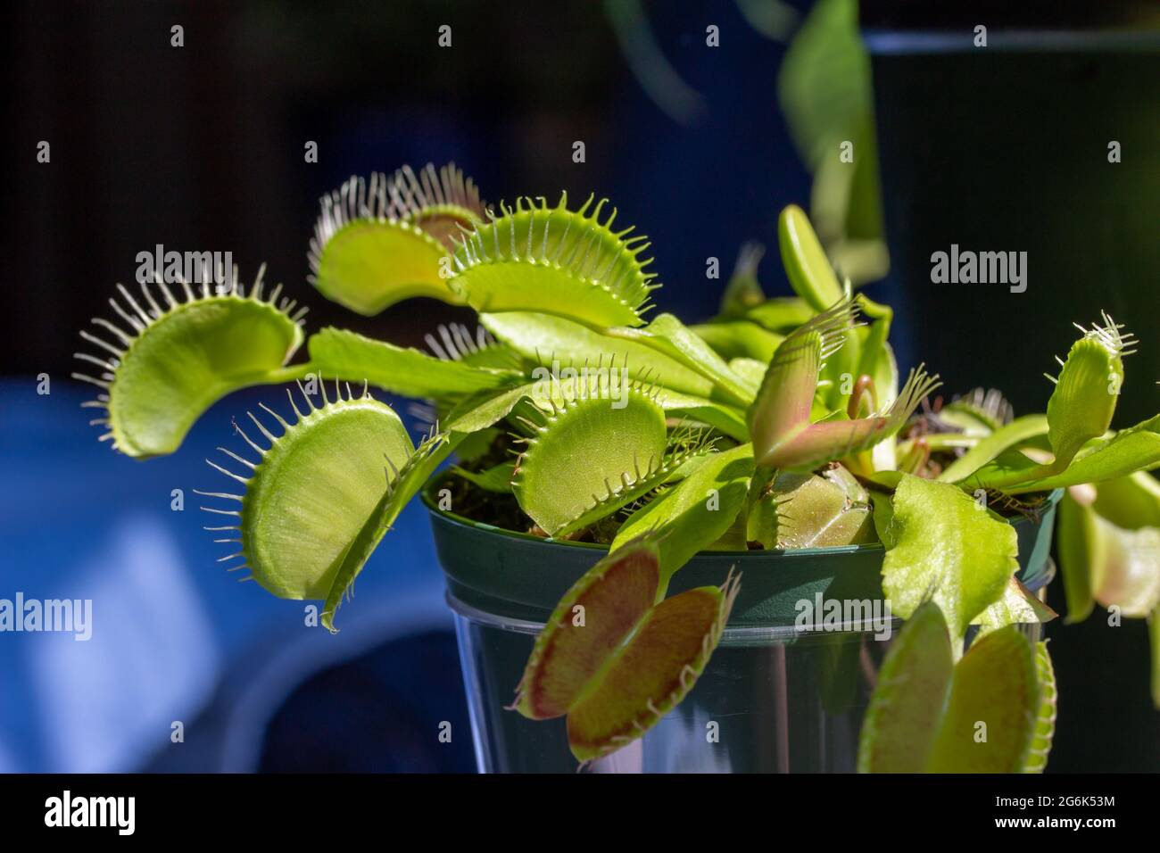 Questa immagine mostra una vista macro astratta della texture di una flytrap venus (dionaea muscipula) pianta carnivora con sfondo sfocato. Foto Stock
