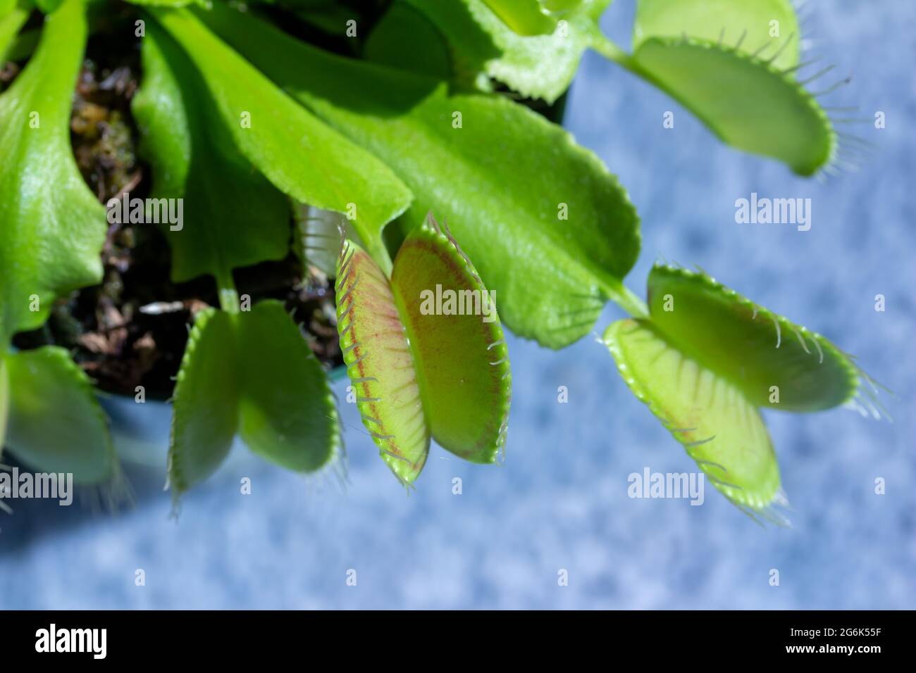 Questa immagine mostra una vista macro astratta della texture di una flytrap venus (dionaea muscipula) pianta carnivora con sfondo sfocato. Foto Stock