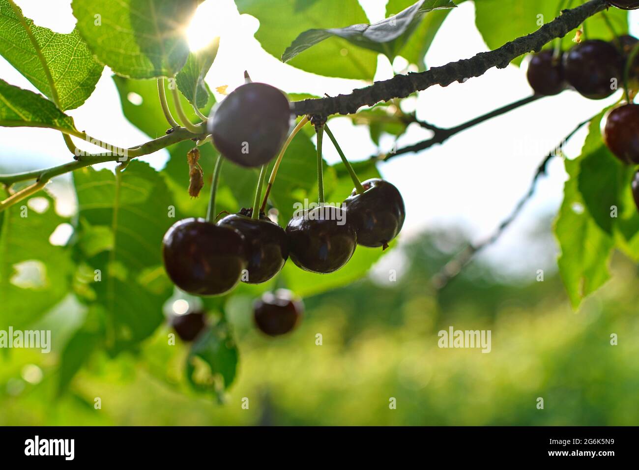 Ciliegia dolce bacche rossa su sfondo di verde fogliame. Messa a fuoco selettiva Foto Stock