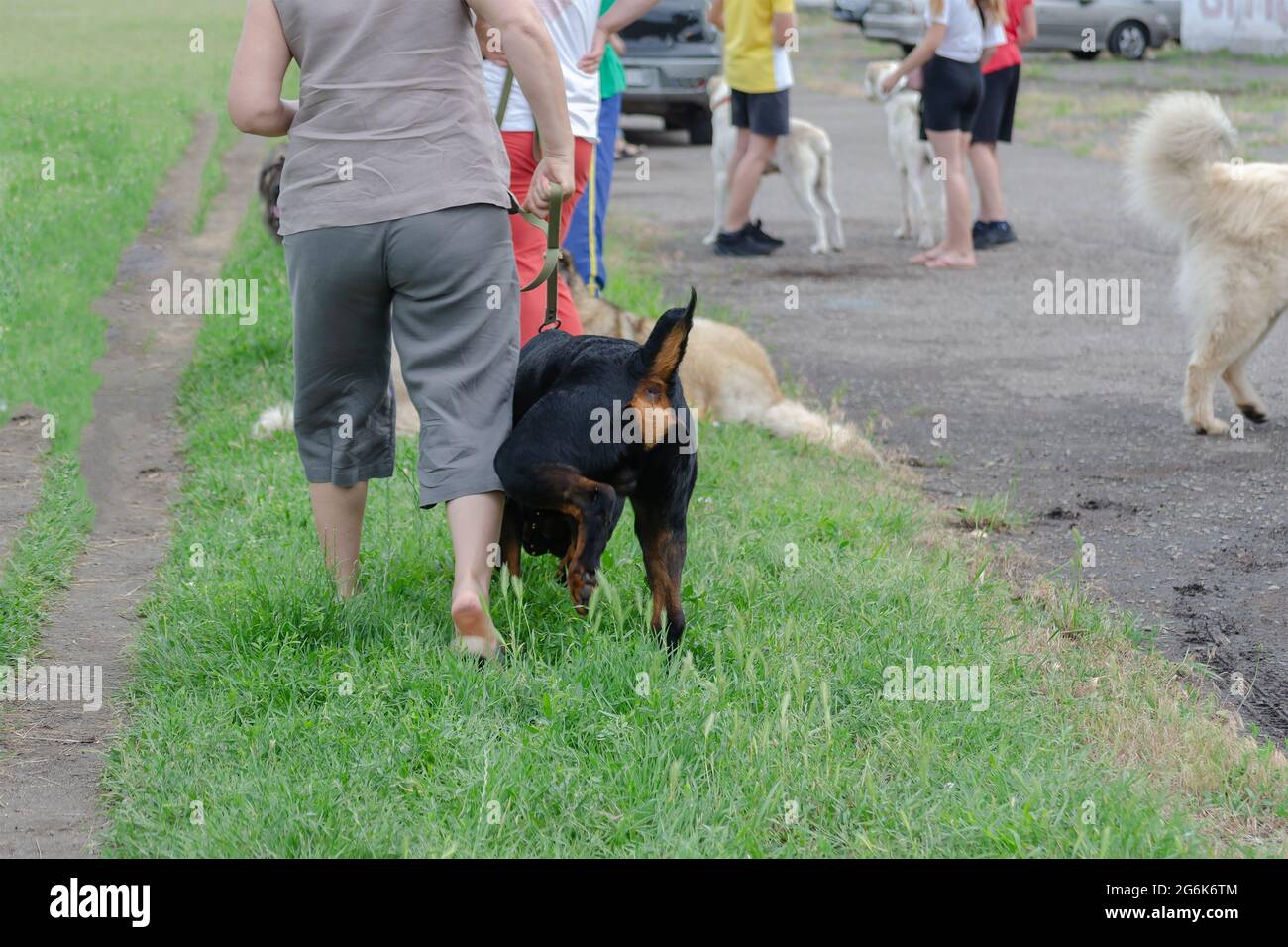 Il gruppo di persone si prende a piedi con i loro animali domestici al parco per cani. Cani di razze ed età diverse giocano sull'erba verde. Amanti del cane. Giorno. Foto Stock