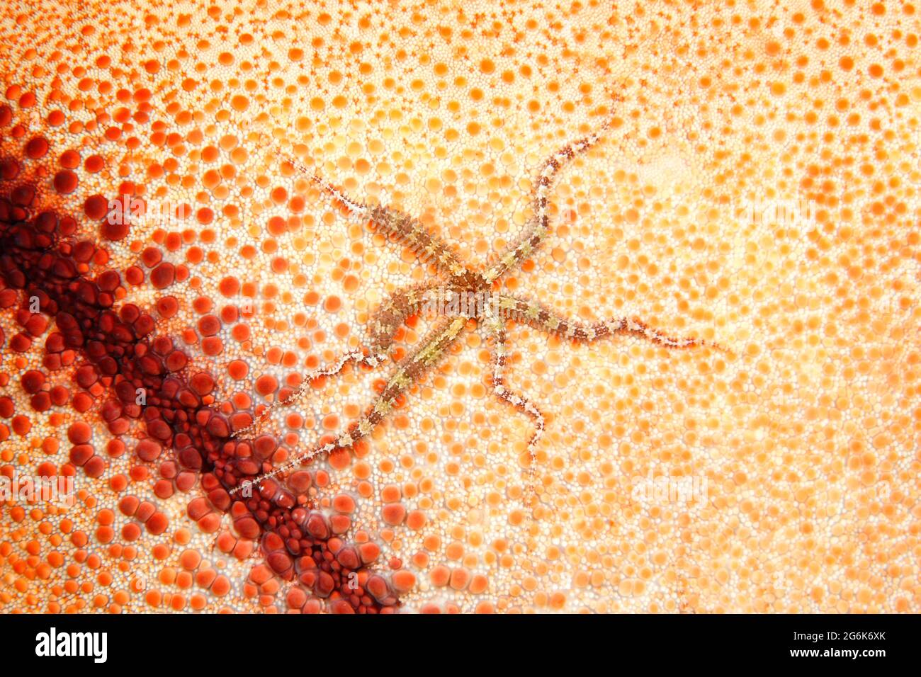Stella fragile, Ophiactis sp. Si trova sul lato inferiore di una stella del mare. Tulamben, Bali, Indonesia. Mare di Bali, Oceano Indiano Foto Stock