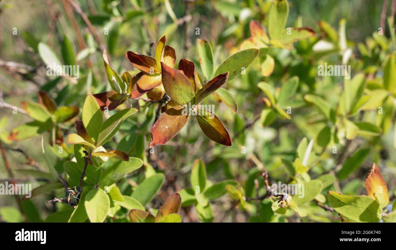 bruciare le foglie batteriche su cespugli di honeysuckle. malattia fungina di piante di frutta da giardino Foto Stock