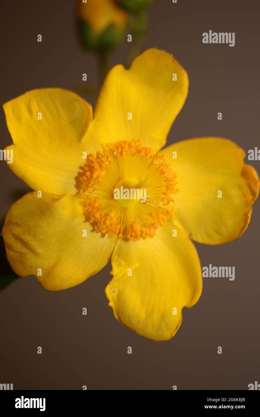 Fiore giallo primo piano fiore sfondo botanico di alta qualità grande formato stampa Foto Stock