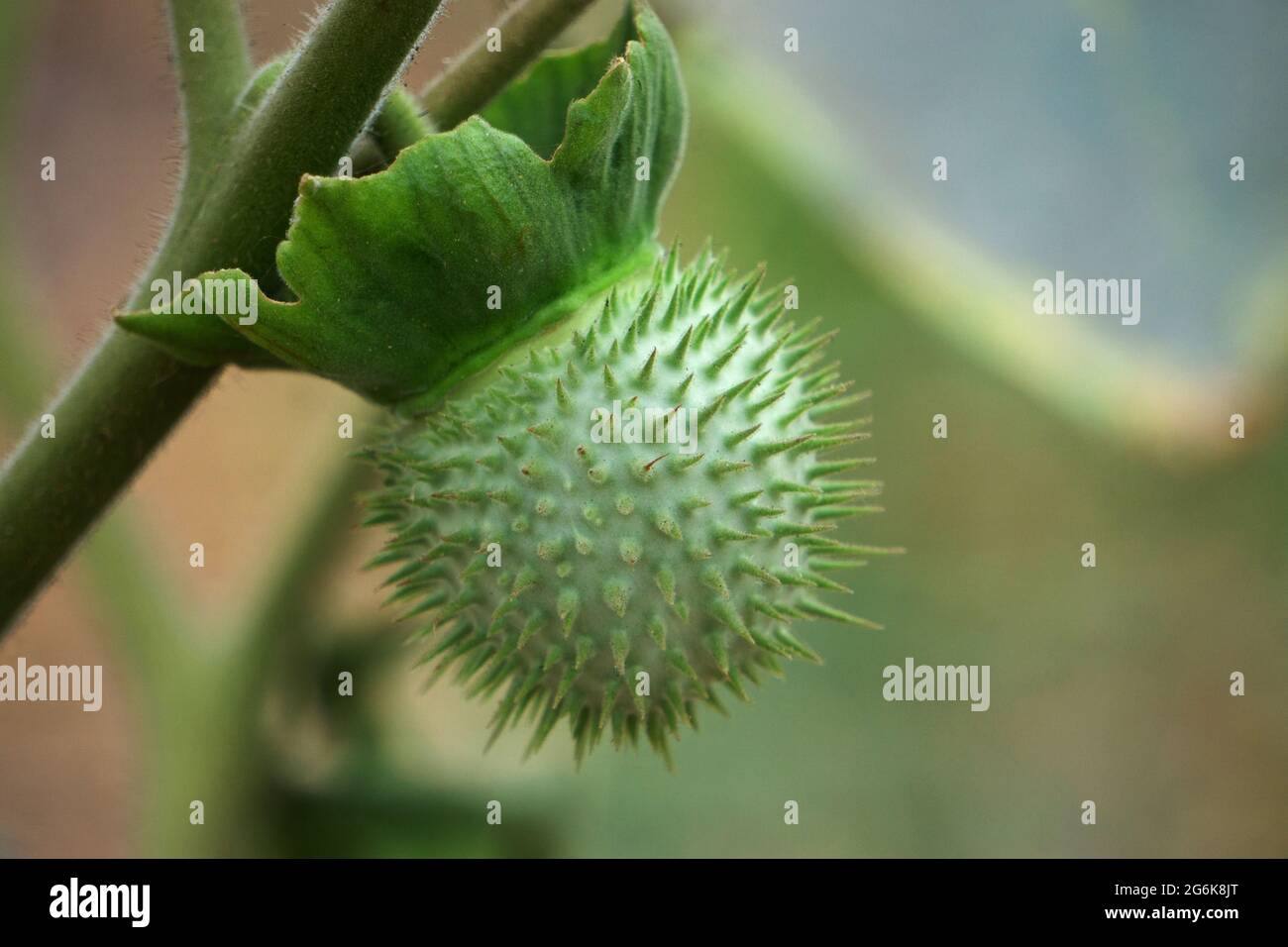 Frutto di Jimsonweed Plant, Datura stramonium, Satara, Maharashtra, India Foto Stock