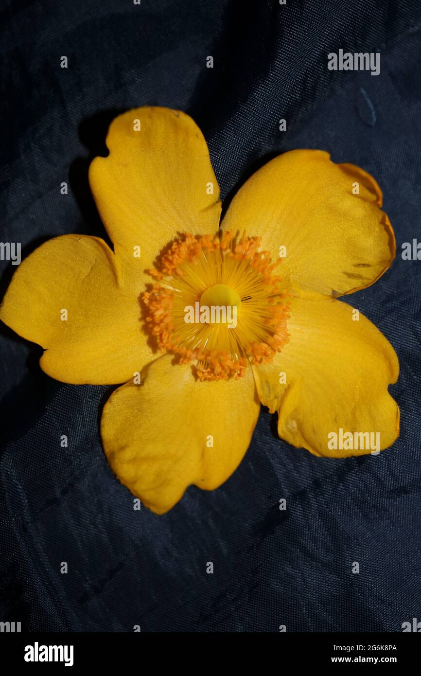 Fiore giallo primo piano fiore sfondo botanico di alta qualità grande formato stampa Foto Stock