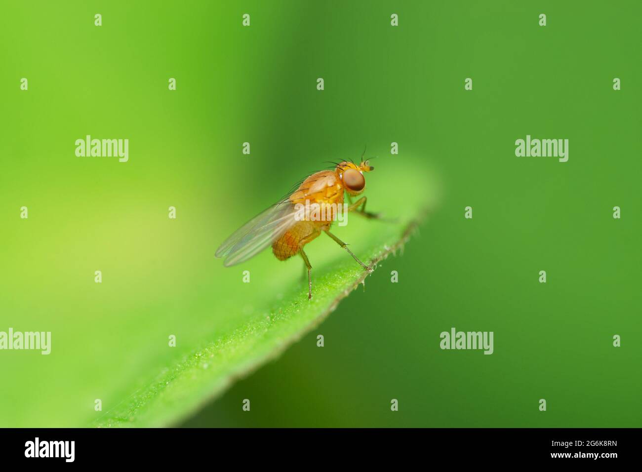 Mosca di frutta, Drosophila melanogaster Satara Maharashtra India Foto Stock