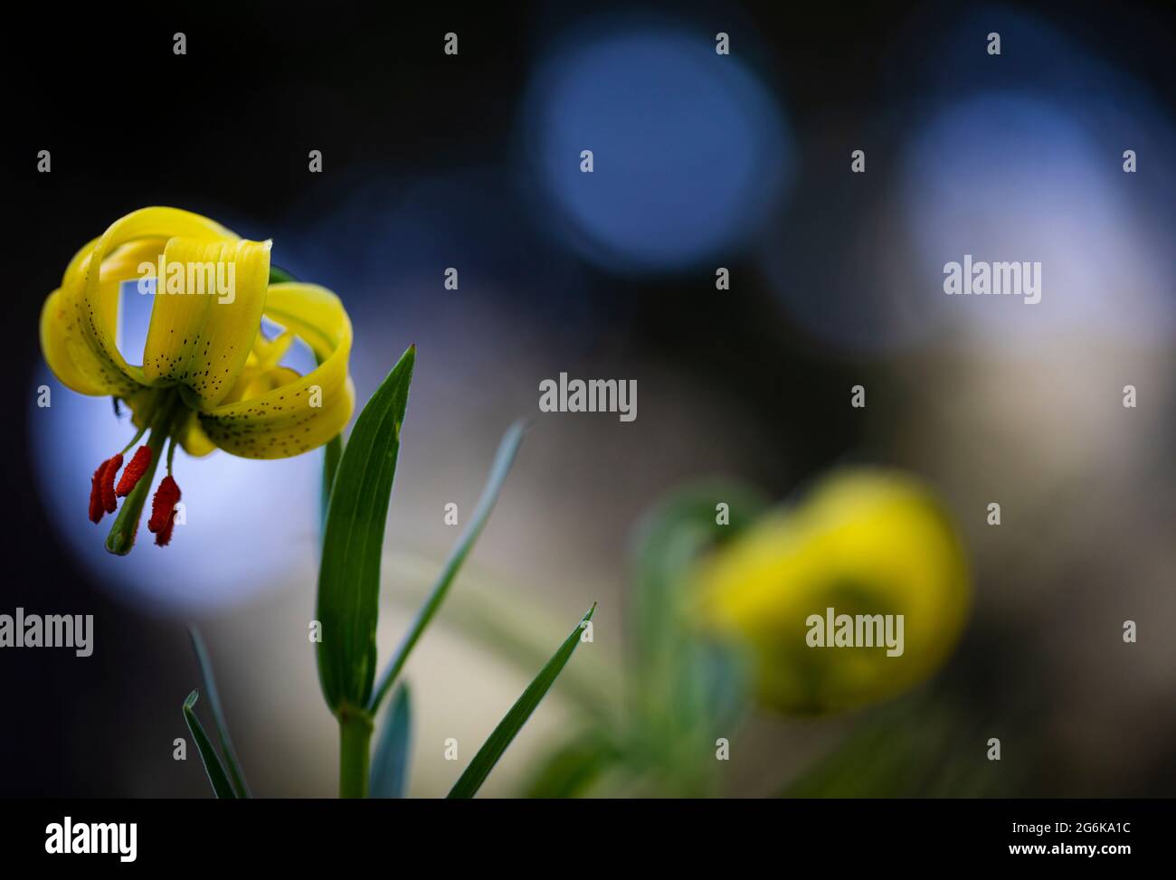 Giglio dei Pirenei (Lilium pyrenaicum). Setcases, El Ripollès, Girona, Catalogna, Spagna. Foto Stock