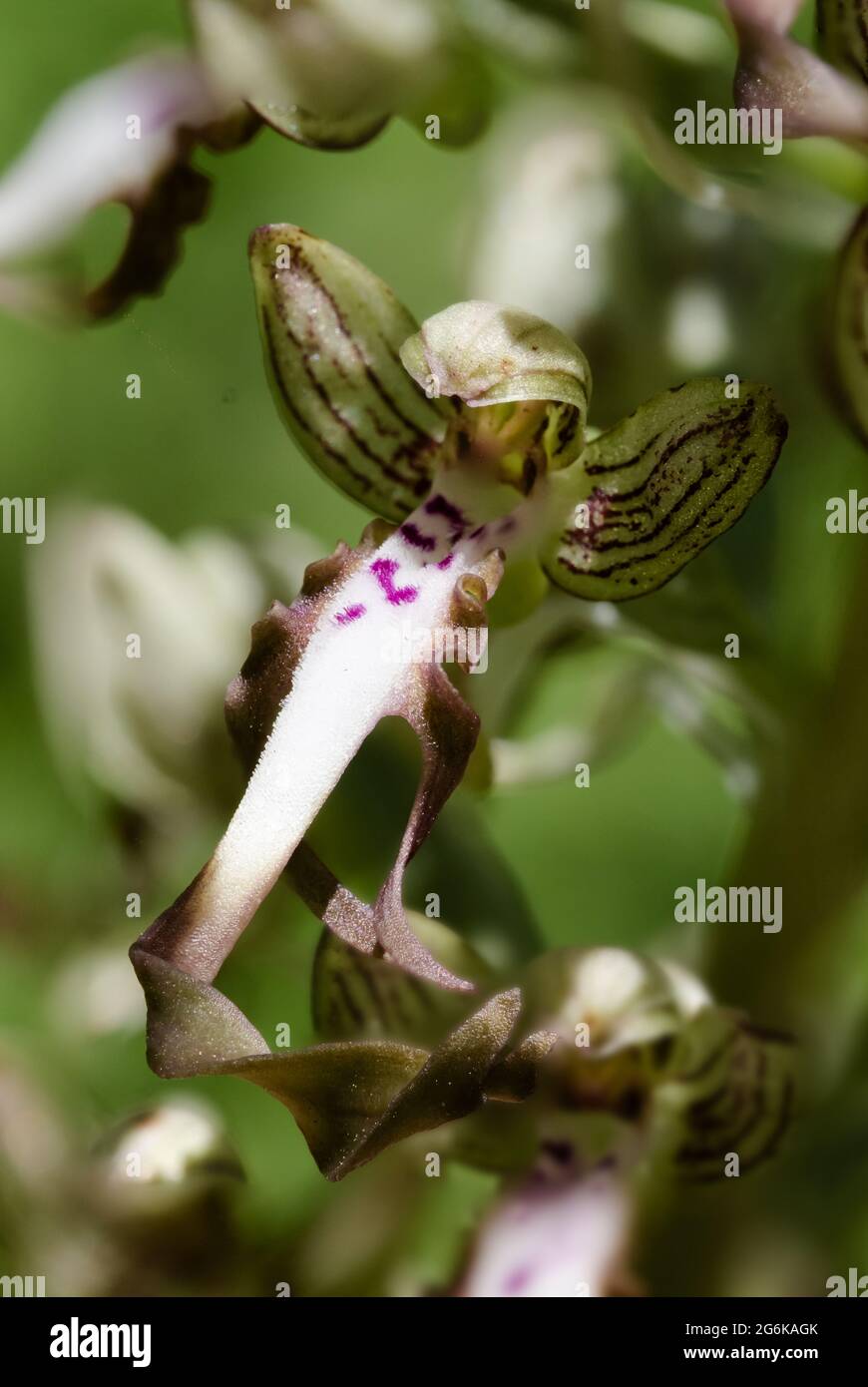 La linguetta della cinghia del buck (Himantoglossum hircinum), detta anche buckorchis, è una pianta impressionante e maestosa dal genere delle lingue della cinghia (Himantoglossu Foto Stock