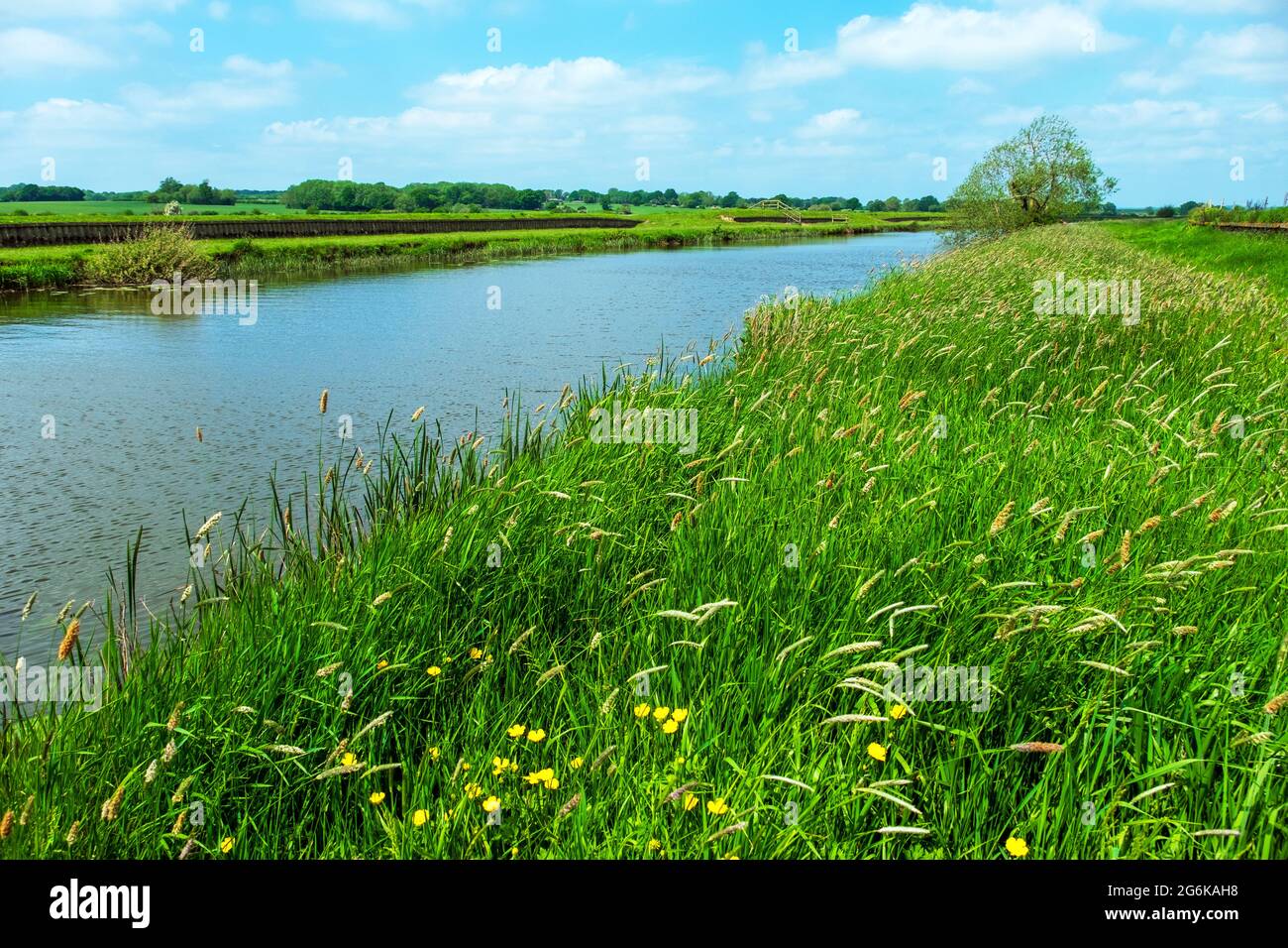 Riverbank River Rother, Kent, Regno Unito Foto Stock