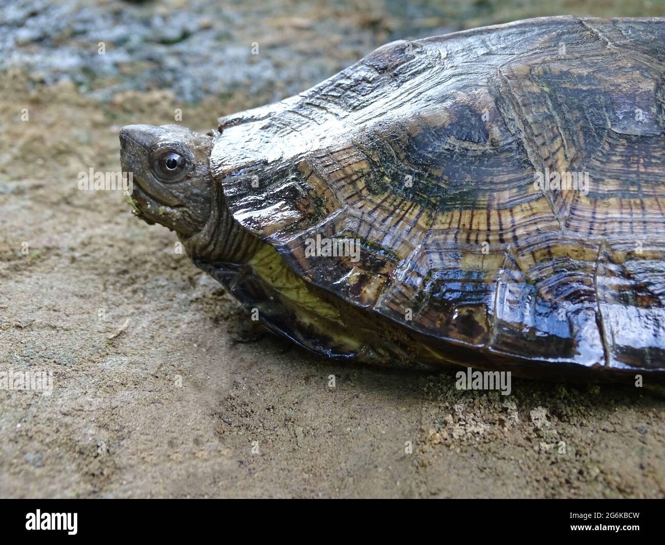 Tartaruga foglia Assam, Cyclemys gemeli, Assam, India. Famiglia Geoemidae. La specie è endemica in India e Bangladesh Foto Stock