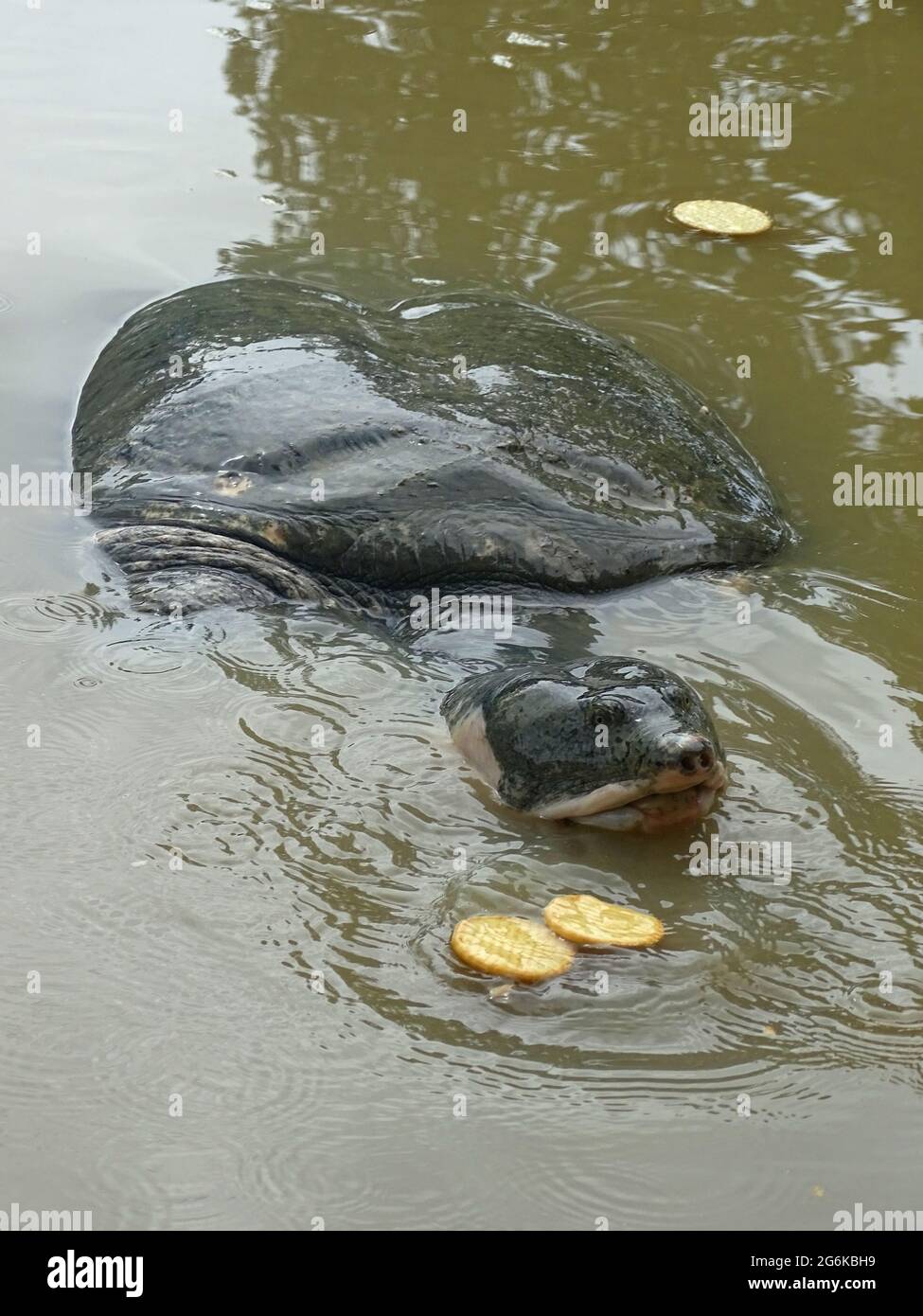 La tartaruga di softshell nera o tartaruga di Bostami, Nilssonia nigricans Assam, India. Tartaruga d'acqua dolce trovata in India (Assam) e Bangladesh Foto Stock