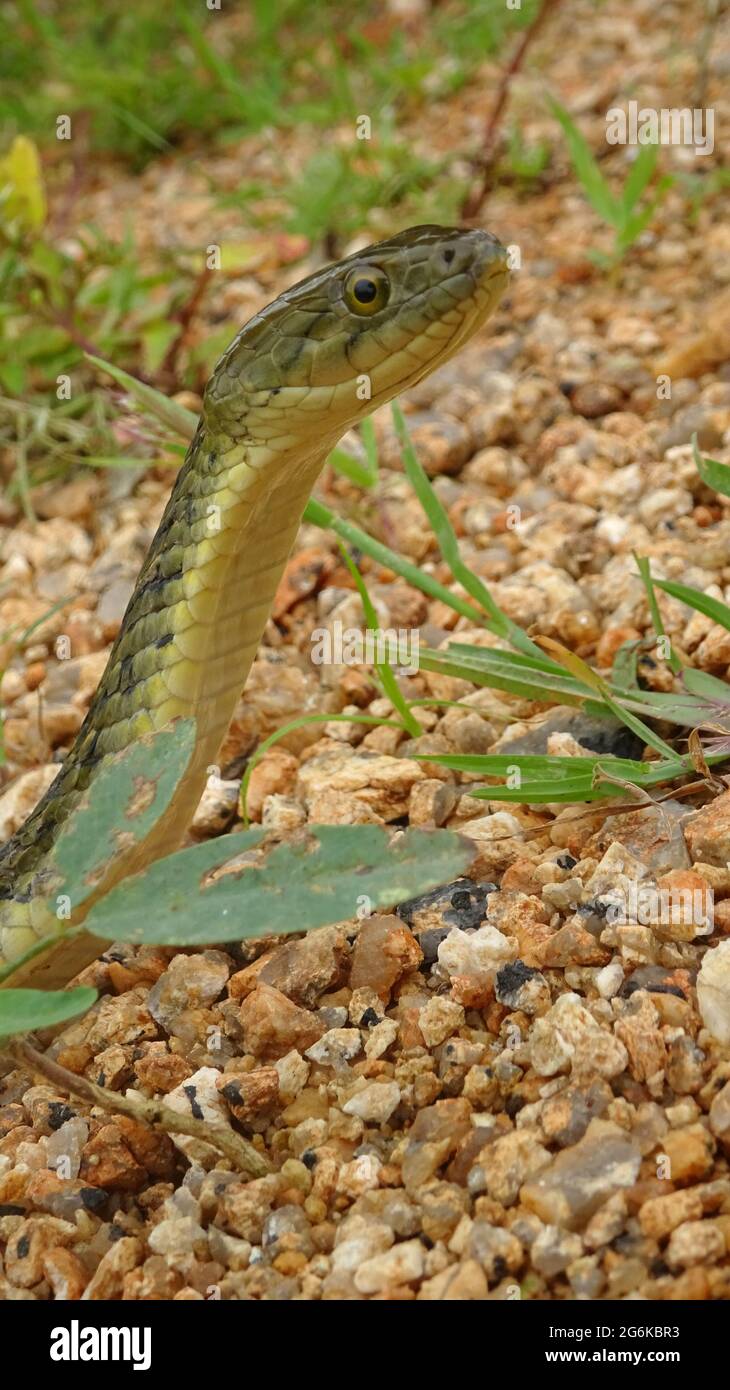 Il chequered chelback, conosciuto anche come il serpente d'acqua asiatico, Faweia Piscator SCHNEIDER, 1799, Rajasthan, India. Endemico in Asia. COMUNE Foto Stock