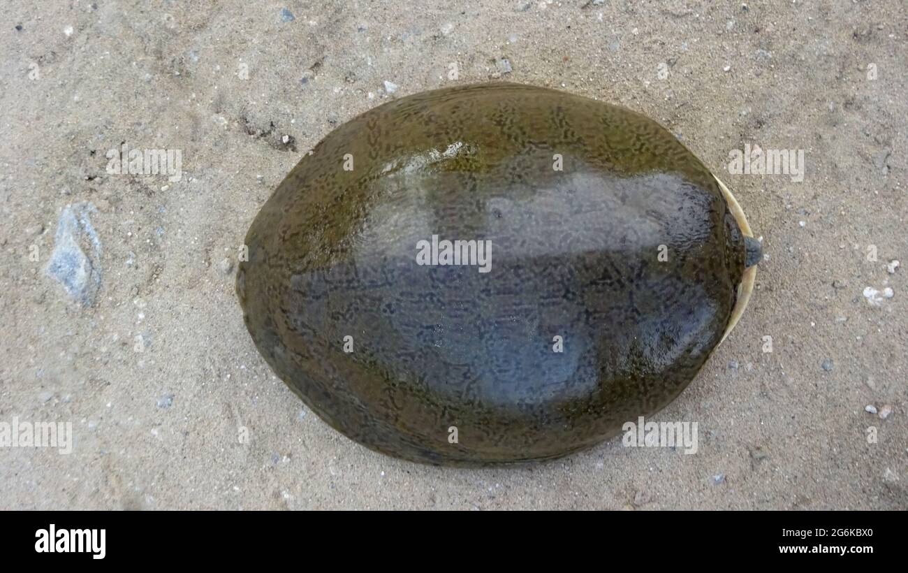 Tartaruga a guscio, Lissemys punctata (Bonnaterre, 1789), Rajasthan, India. Vulnerabile. Terrestre, acqua dolce Foto Stock