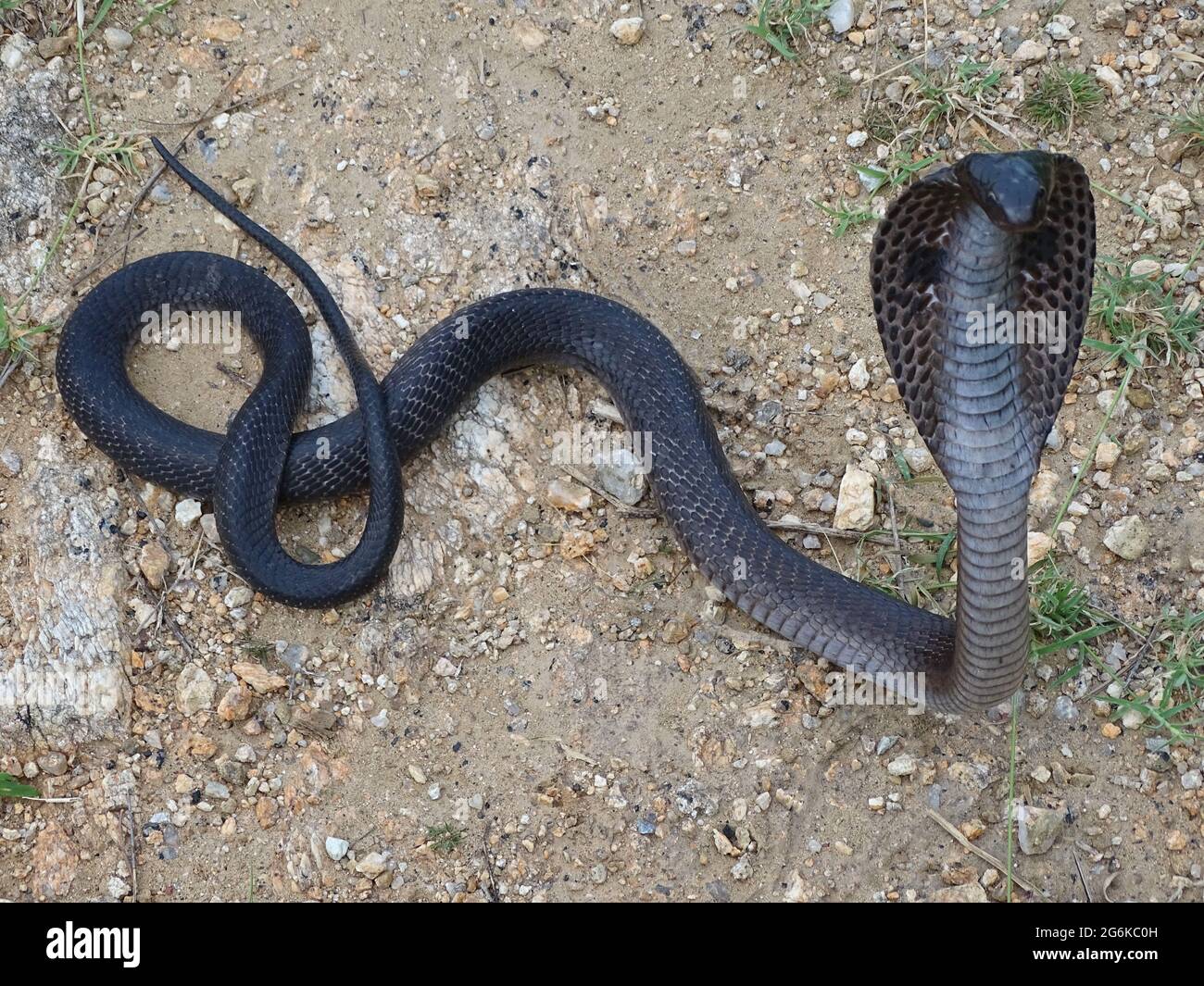 La cobra indiana, nota anche come cobra con occhiali, cobra asiatica, o cobra binocellata, Naja naja, Rajasthan, India. VELENOSO Foto Stock