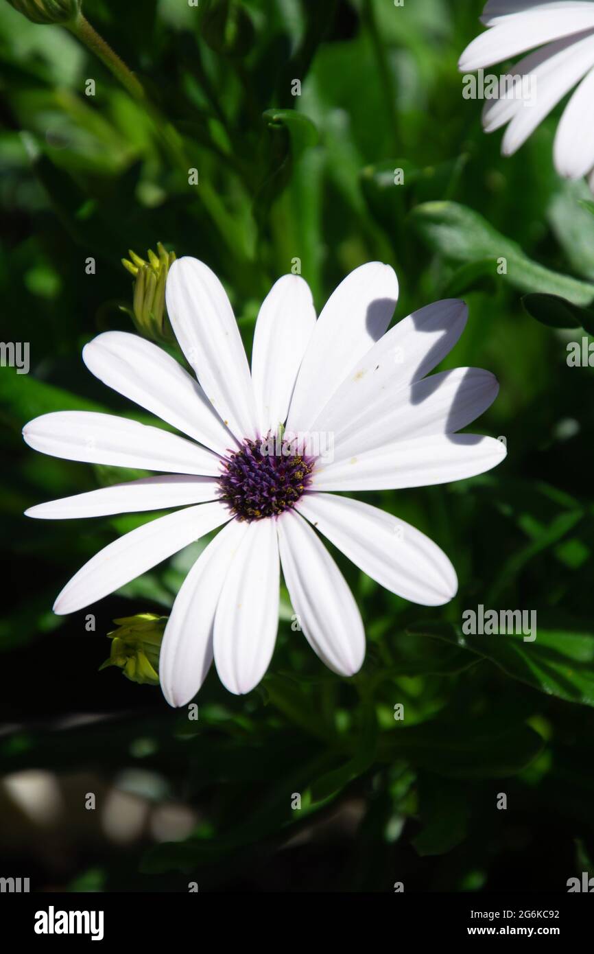 capo bianco daisy con centro viola fiore singolo in piena fioritura Foto Stock