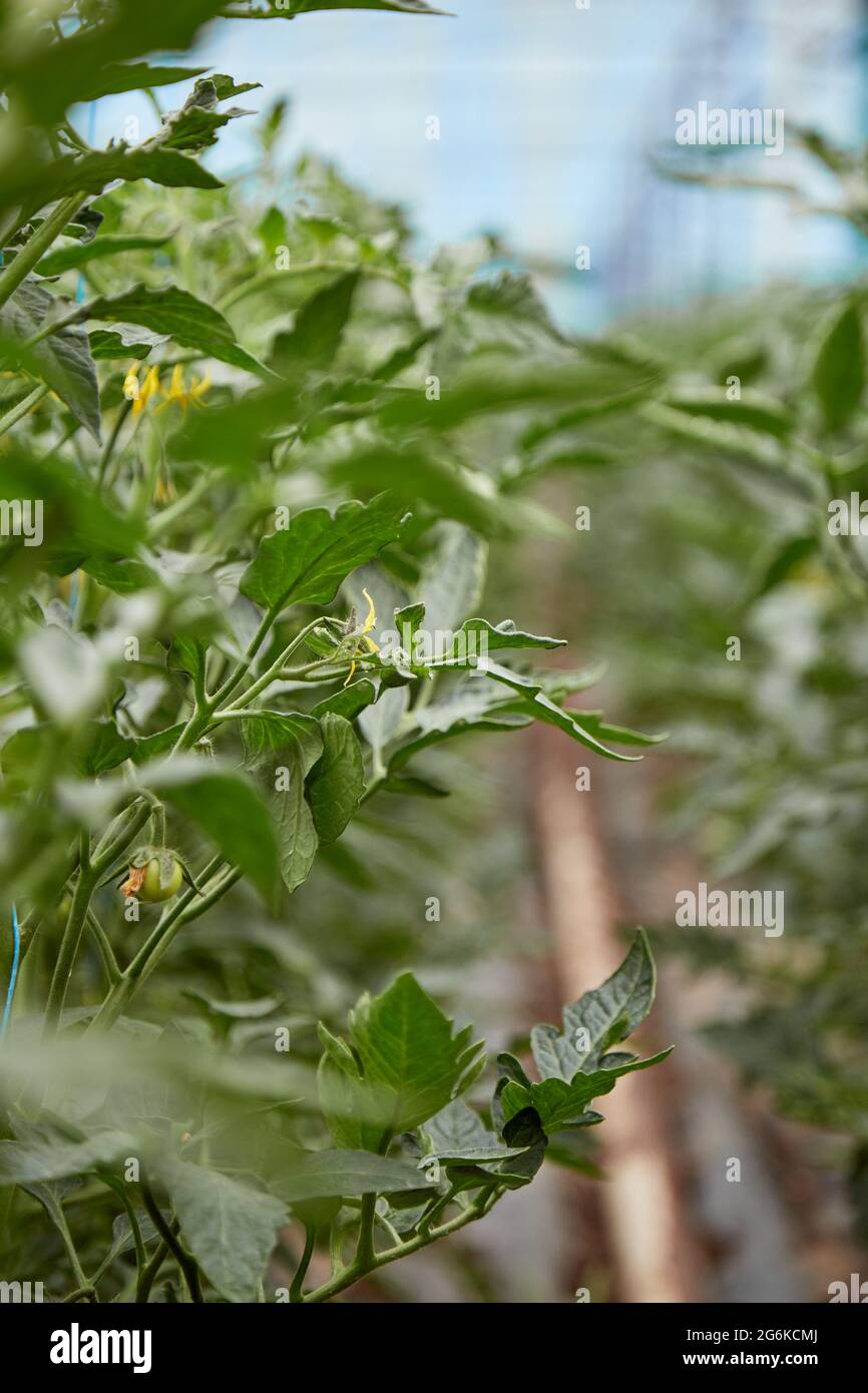Giovane pianta di pomodoro coltivata in serra. Concetto di piante di casa di primavera. Foto verticale. Foto Stock