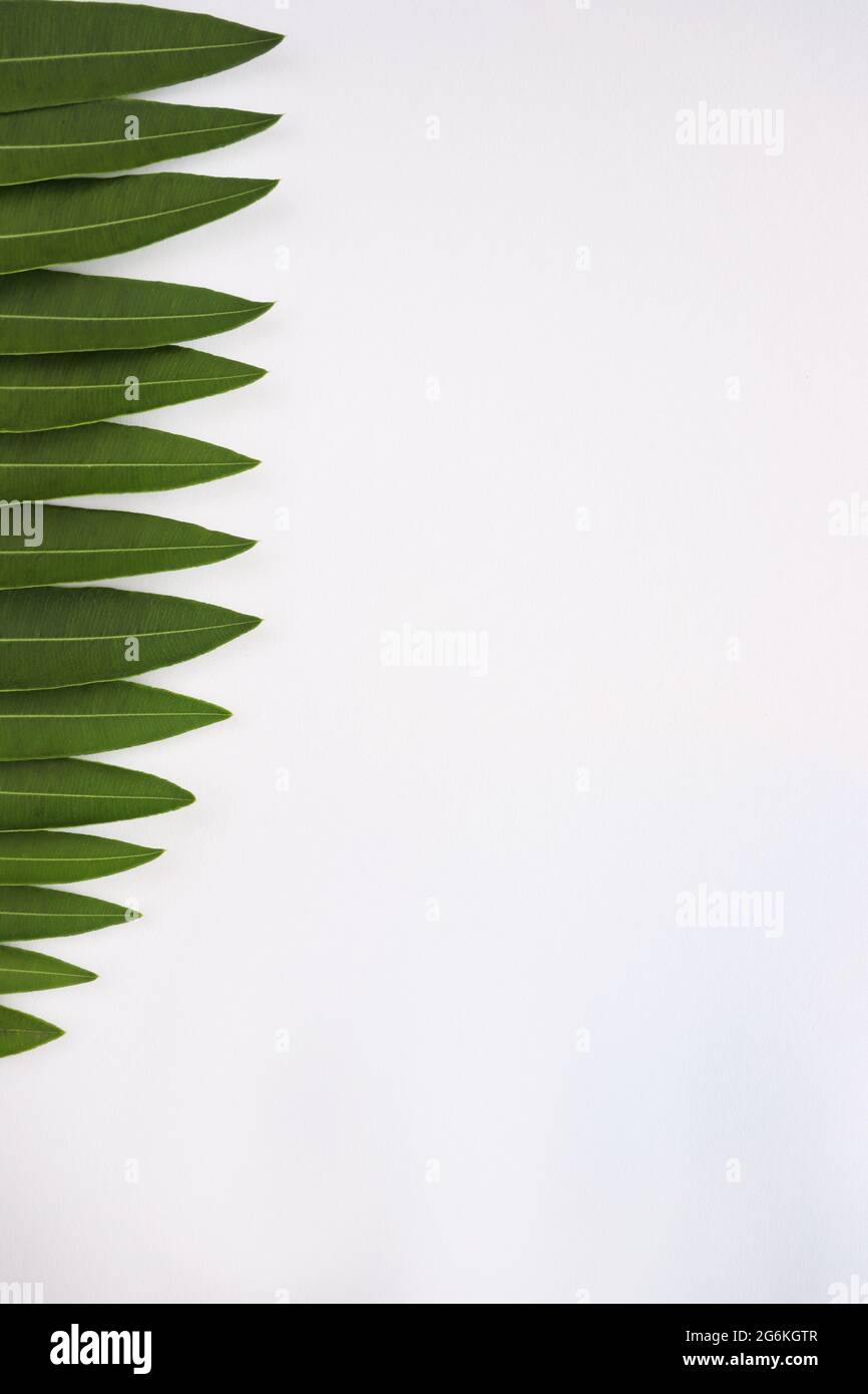 Cornice da foglie tropicali. Spazio di copia. Natura sfondo. Foto Stock