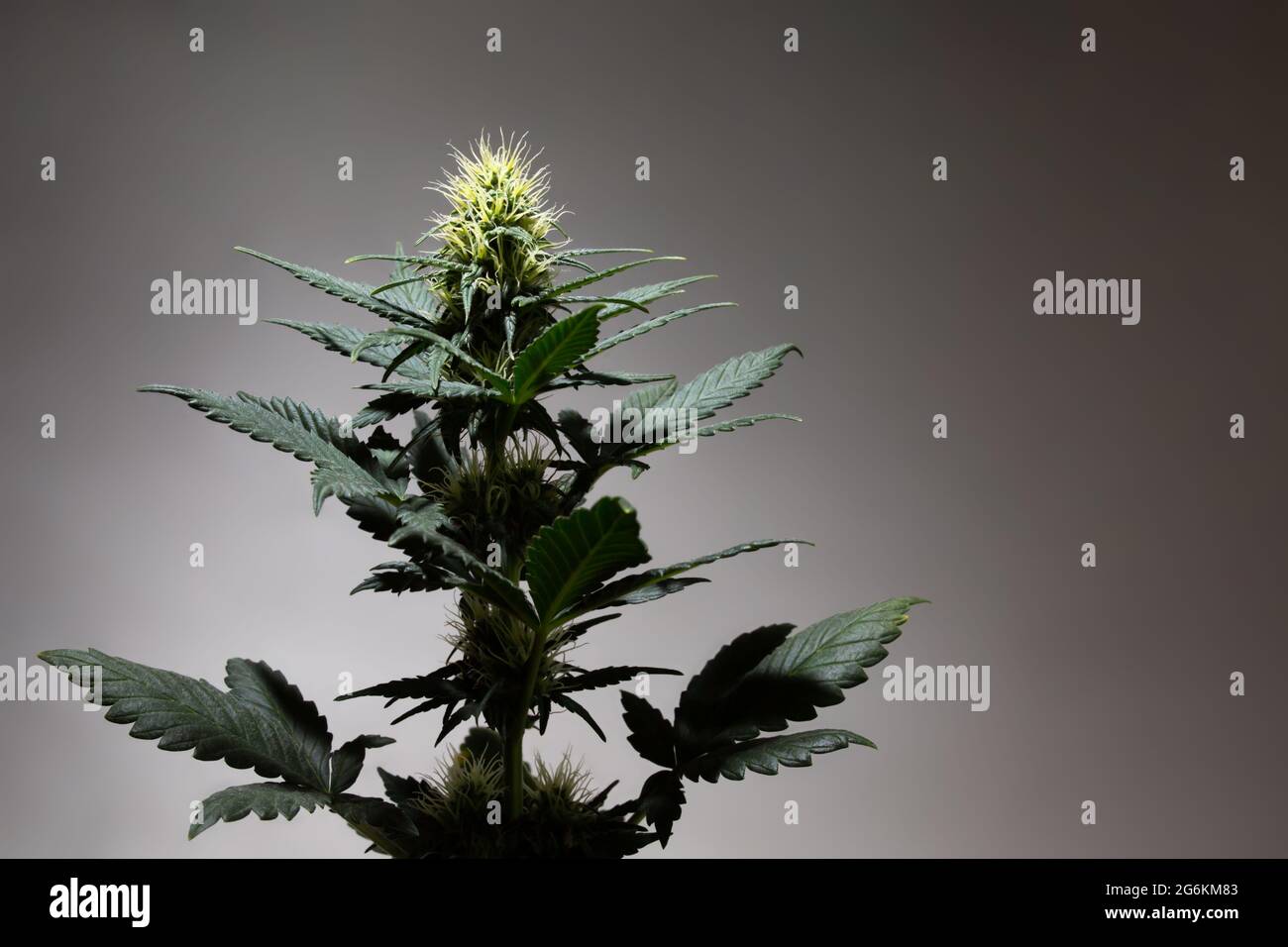 Cannabis marijuana o pianta di cannabis su sfondo scuro. Pianta di canapa fiorente su sfondo grigio in punto di luce. Ceppo agricolo di mari medici Foto Stock