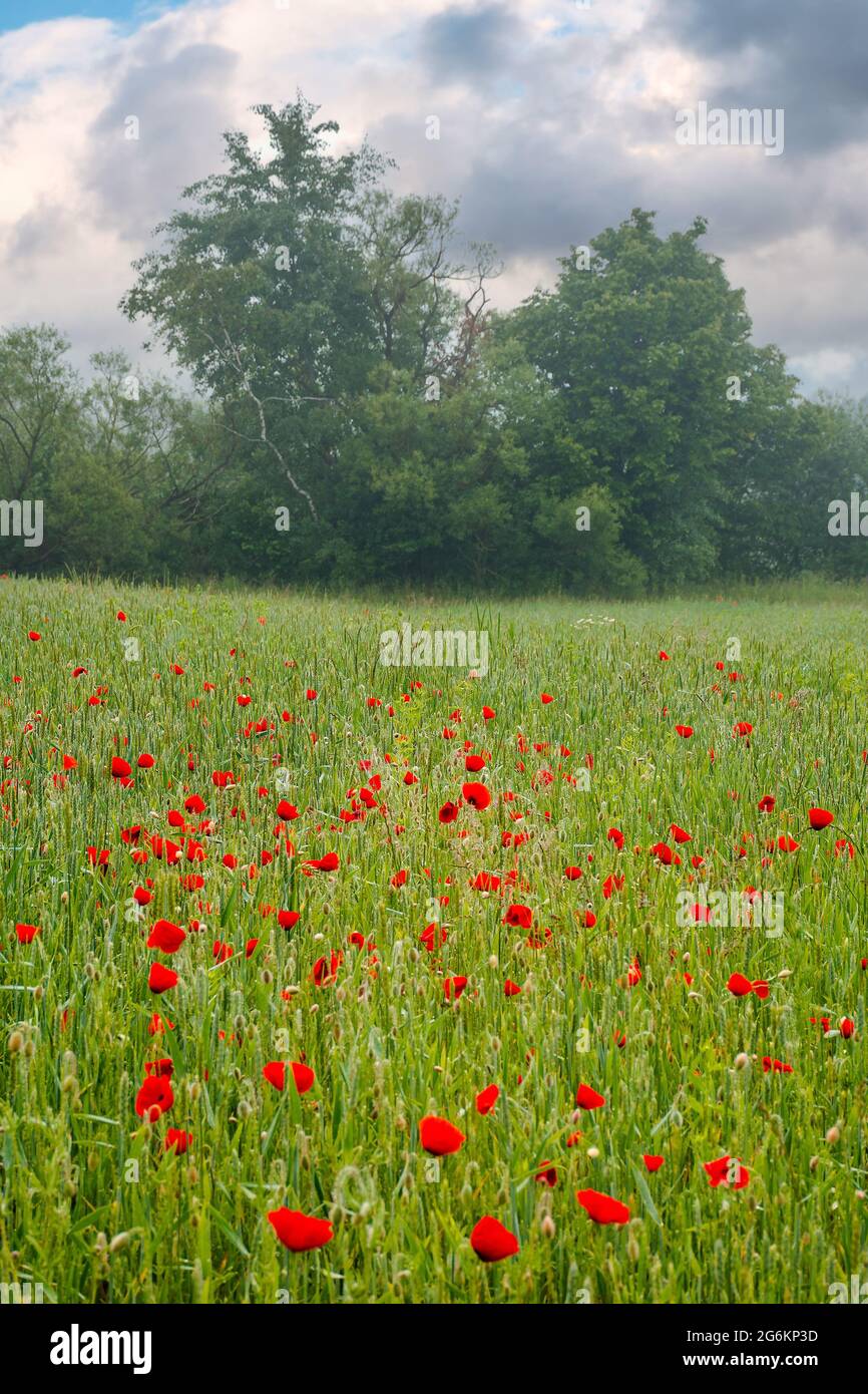 fiori di papavero rosso tra il campo di grano verde. splendido paesaggio rurale all'alba foggy. alberi offuscati in lontananza. nuvole sul cielo al mattino l Foto Stock