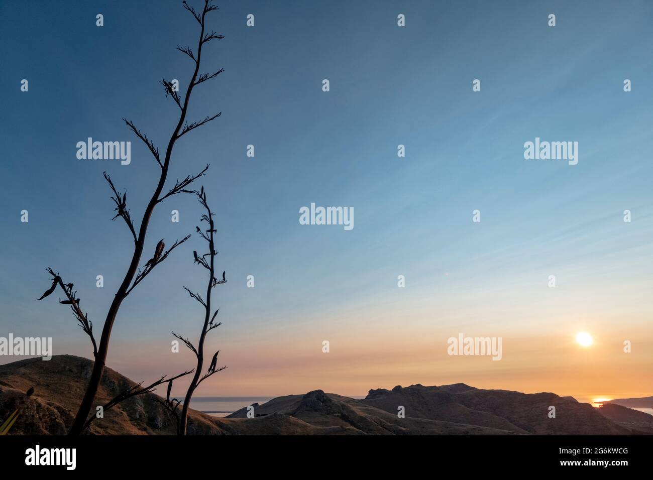 Harakeke (NZ Flax) durante l'alba su Porthills, Christchurch, Aotearoa Nuova Zelanda. Le Port Hills sono un residuo di 12 milioni di anni del Lyttelto Foto Stock