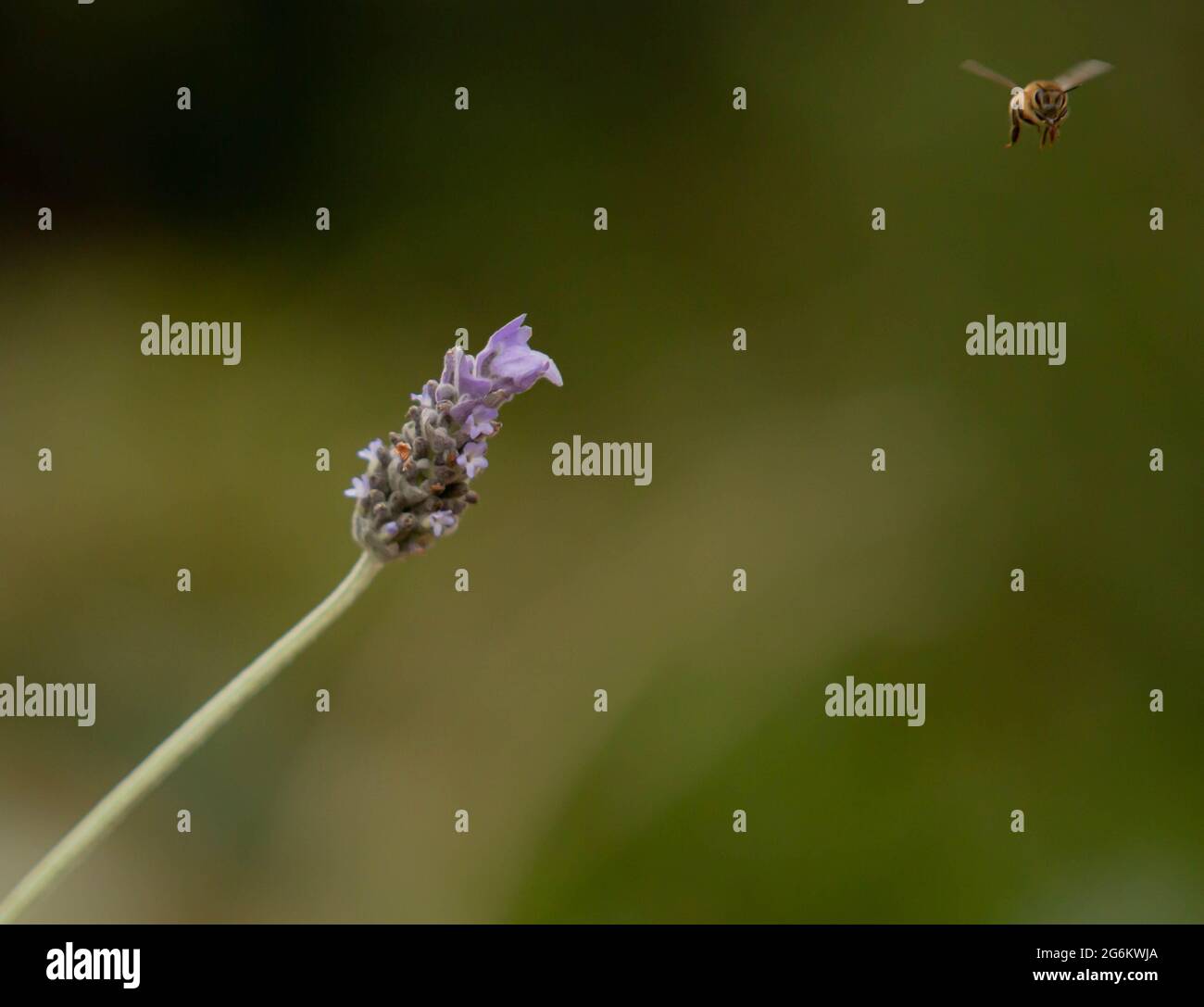 Il miele delle api e lavanda Foto Stock
