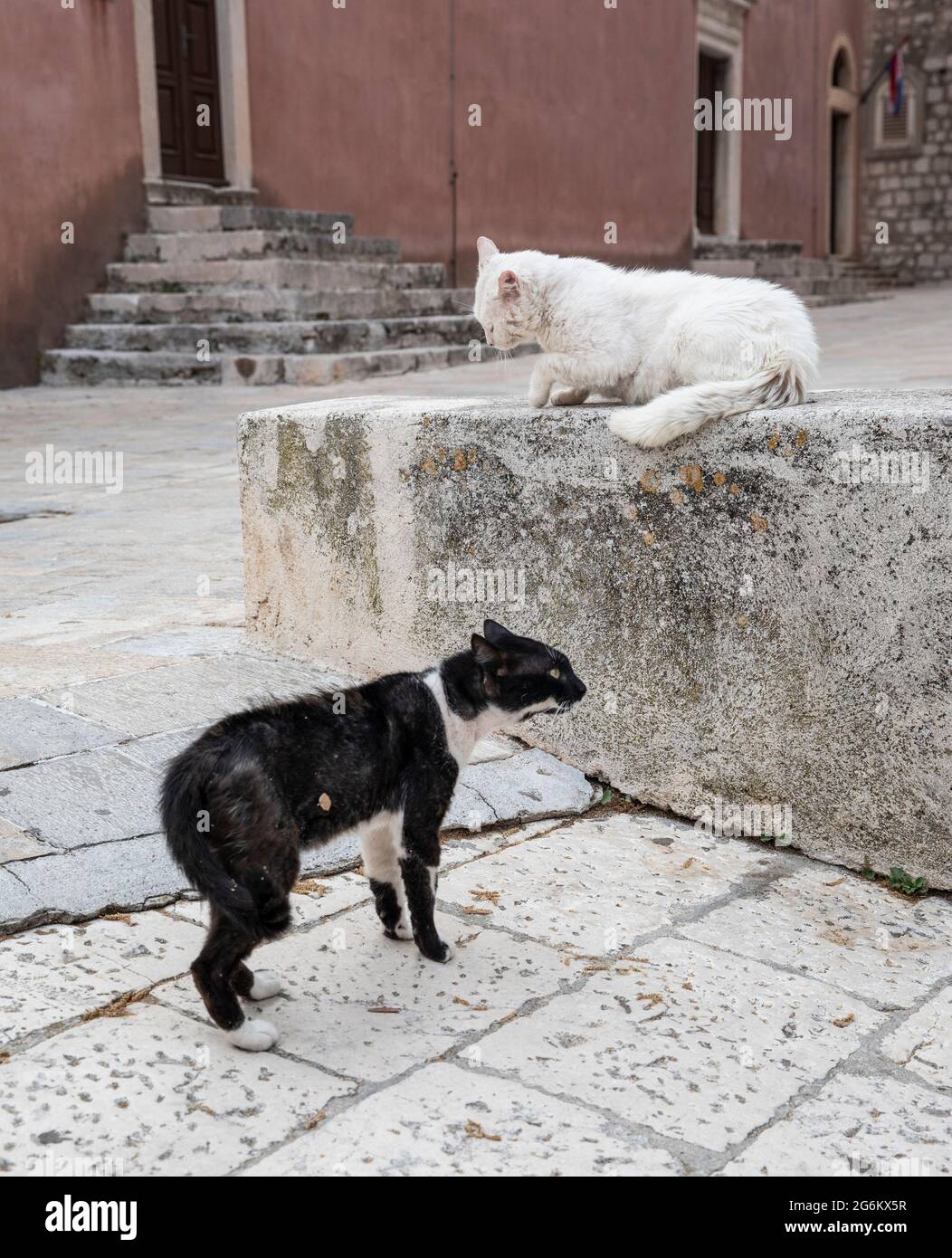 I gatti dell'OMC combattono per strada Foto Stock