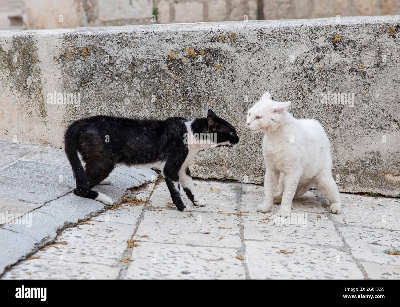 I gatti combattono per strada Foto Stock