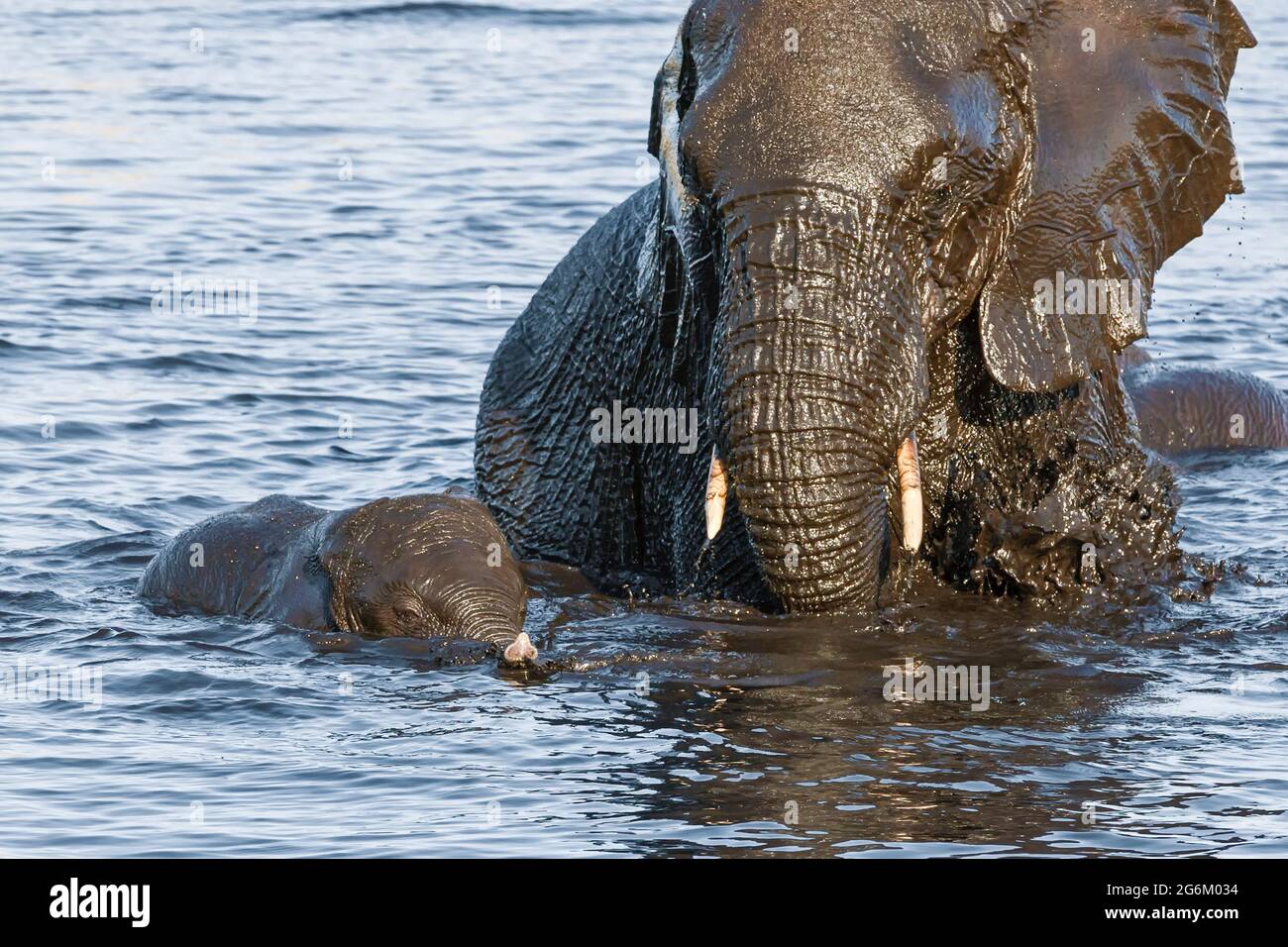 Elefanti africani che fanno il bagno. (Loxodonta Africana) Parco Nazionale Etosha, Namibia, Africa Foto Stock