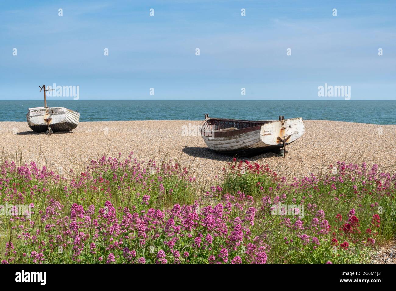 Barche da pesca a remi sulla spiaggia di Aldeburgh Suffolk con fiori rossi valeriani in primo piano . Foto Stock