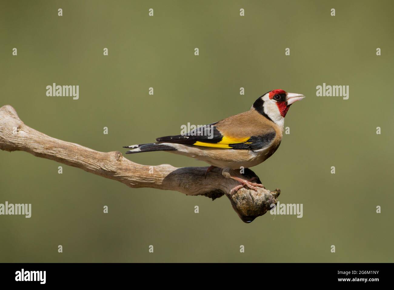 Carduelis (carduelis carduelis) appollaiato su un ramoscello. Questi uccelli sono mangiatori di seme anche se mangiano insetti in estate. Fotografato in Israele Foto Stock