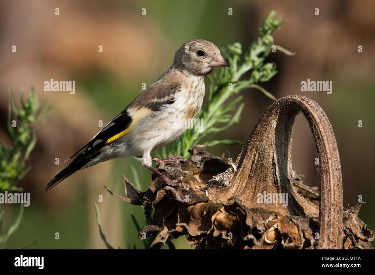 Carduelis (carduelis carduelis) appollaiato su un ramoscello. Questi uccelli sono mangiatori di seme anche se mangiano insetti in estate. Fotografato in israe Foto Stock
