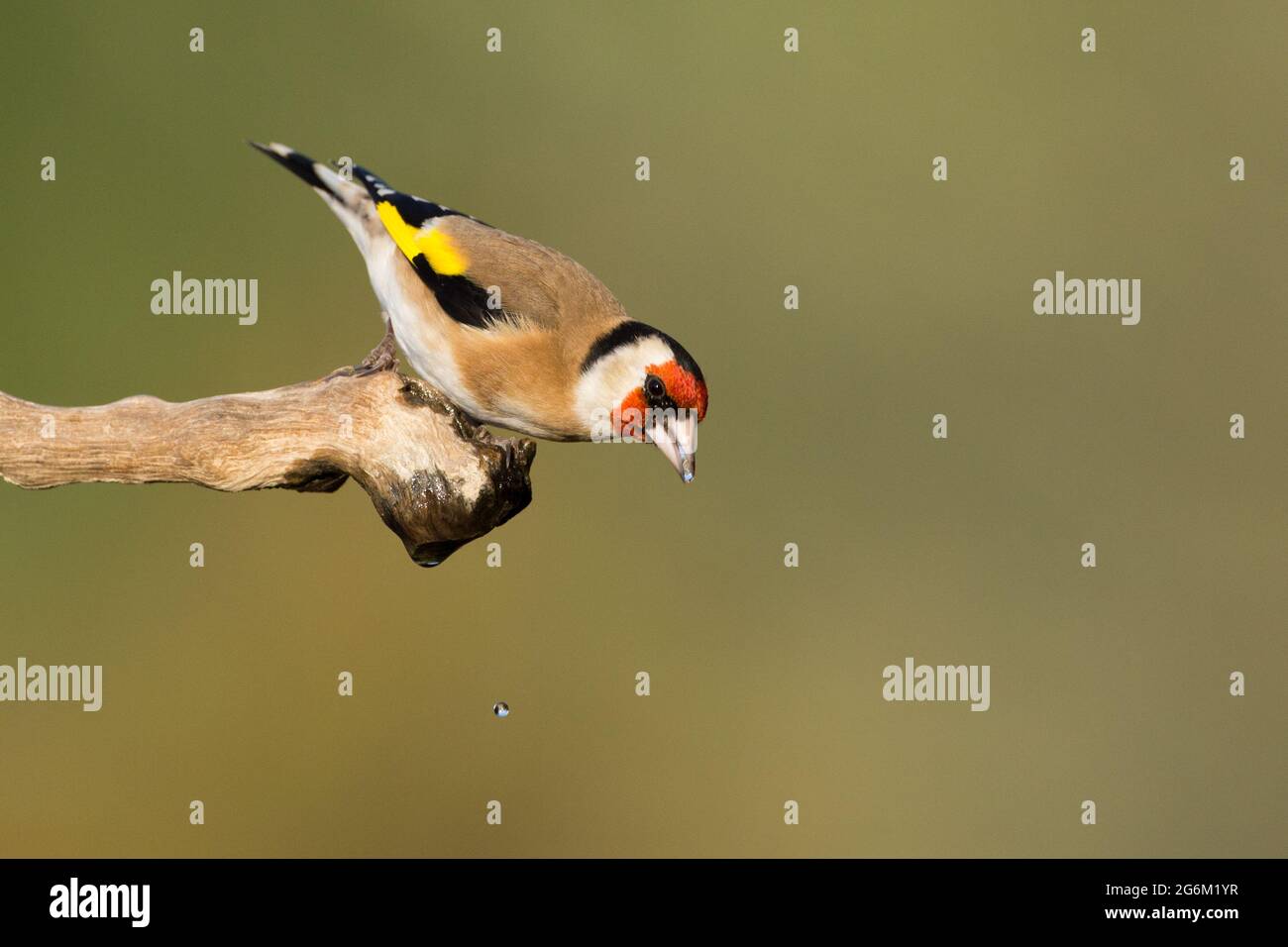 Carduelis (carduelis carduelis) appollaiato su un ramoscello. Questi uccelli sono mangiatori di seme anche se mangiano insetti in estate. Fotografato in Israele Foto Stock