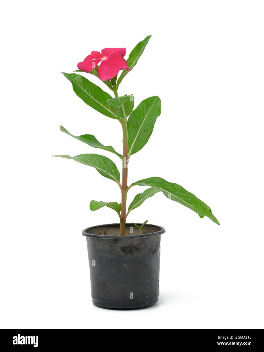 Fiore rosa cataranthus in vaso di plastica nero isolato su sfondo bianco, pianta per il trapianto in giardino Foto Stock